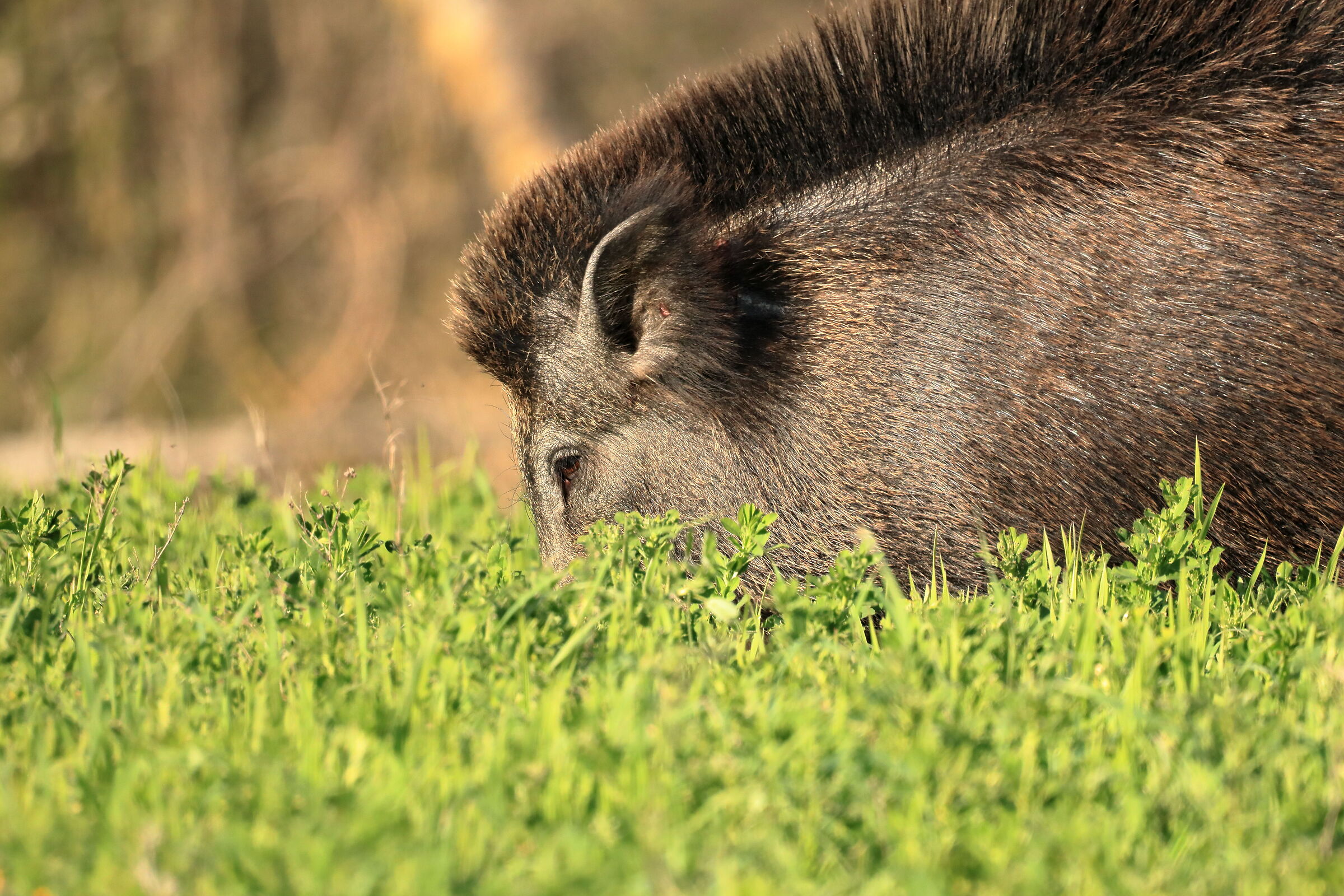 wild boar