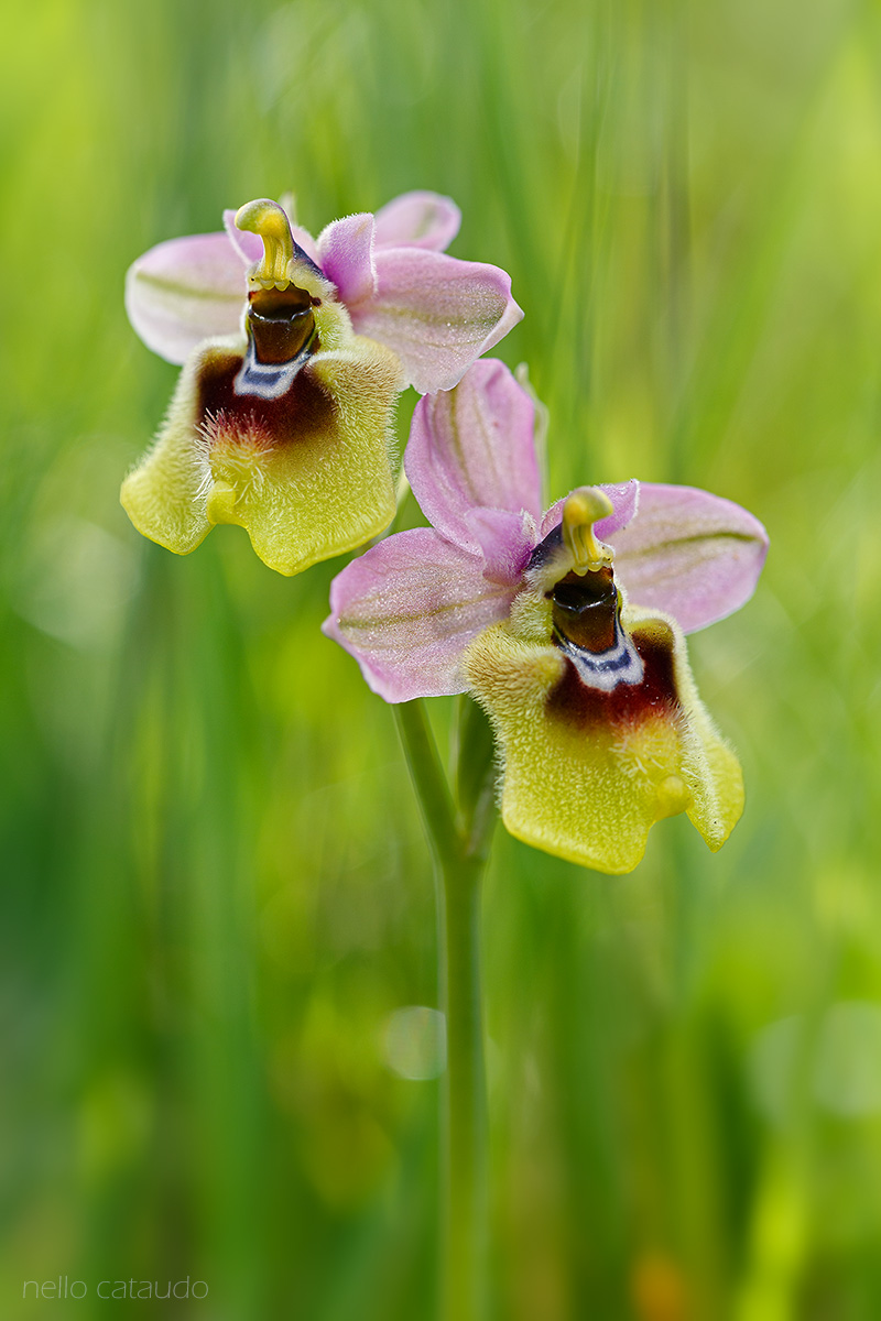 Ophrys tenthredinifera