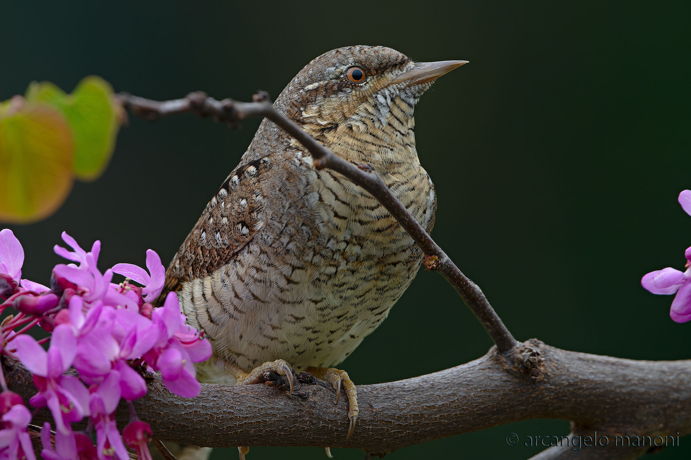 Il torcicollo in primavera