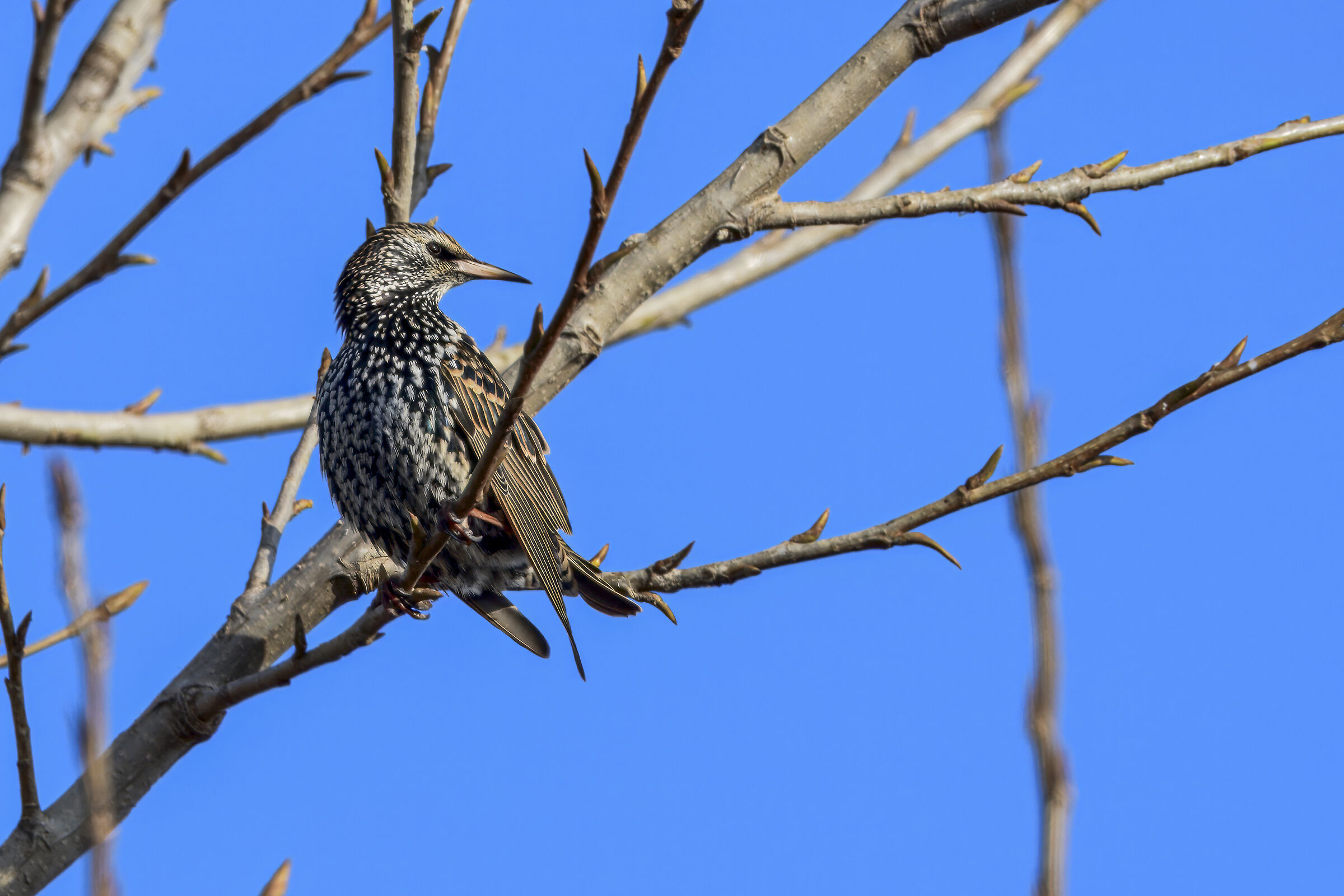 Starling