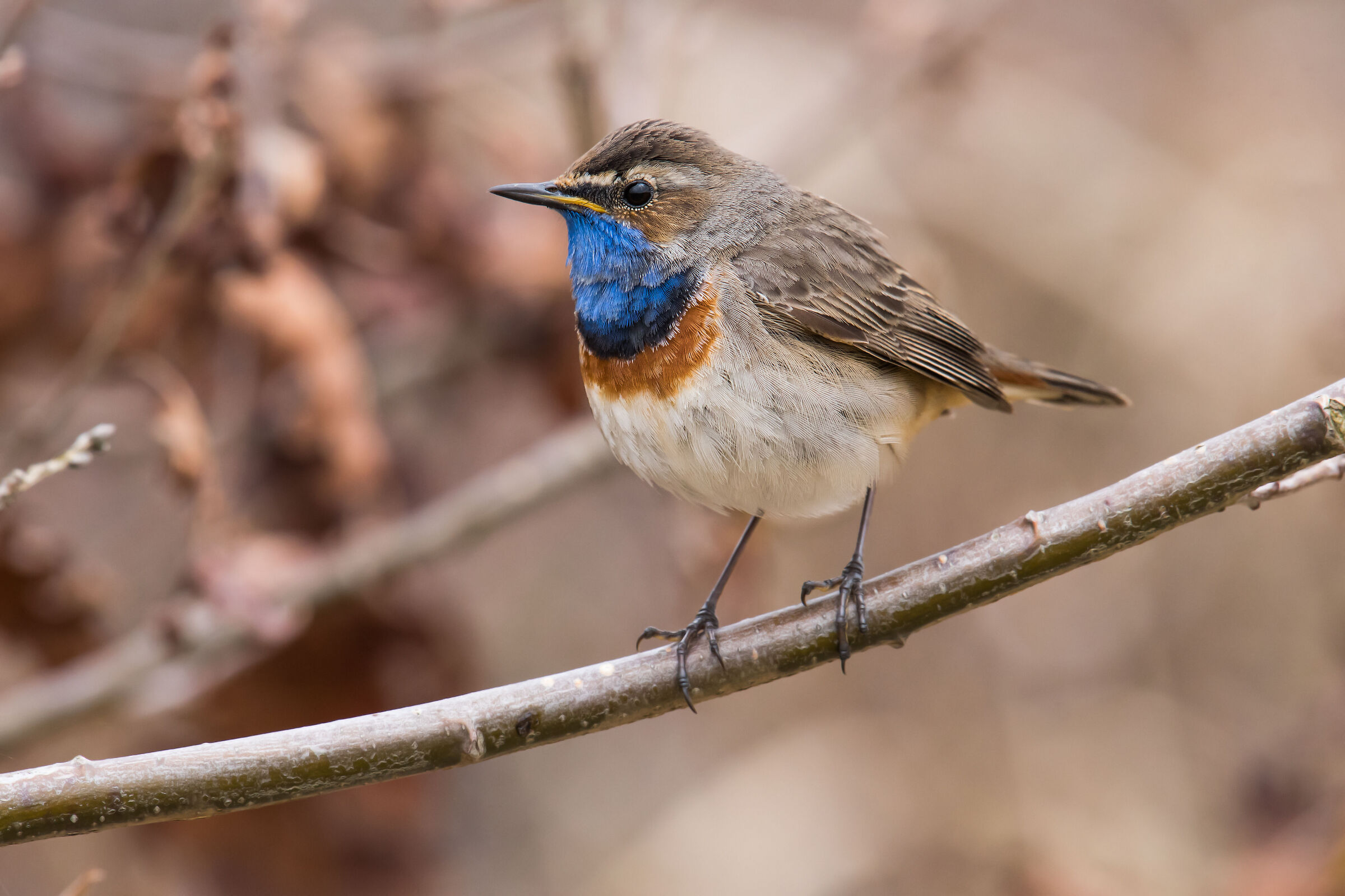 Bluethroat