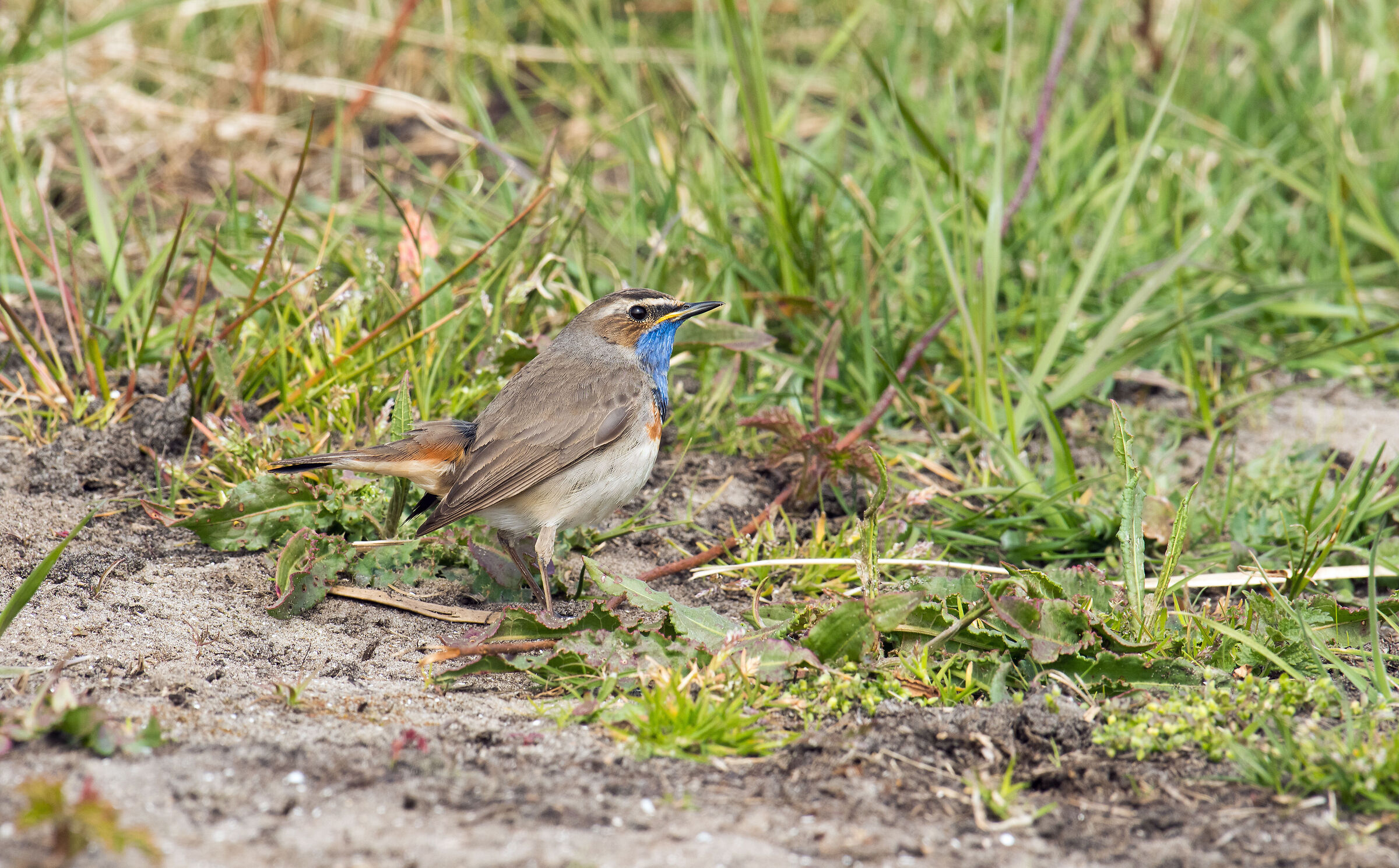 Hunting bluethroat