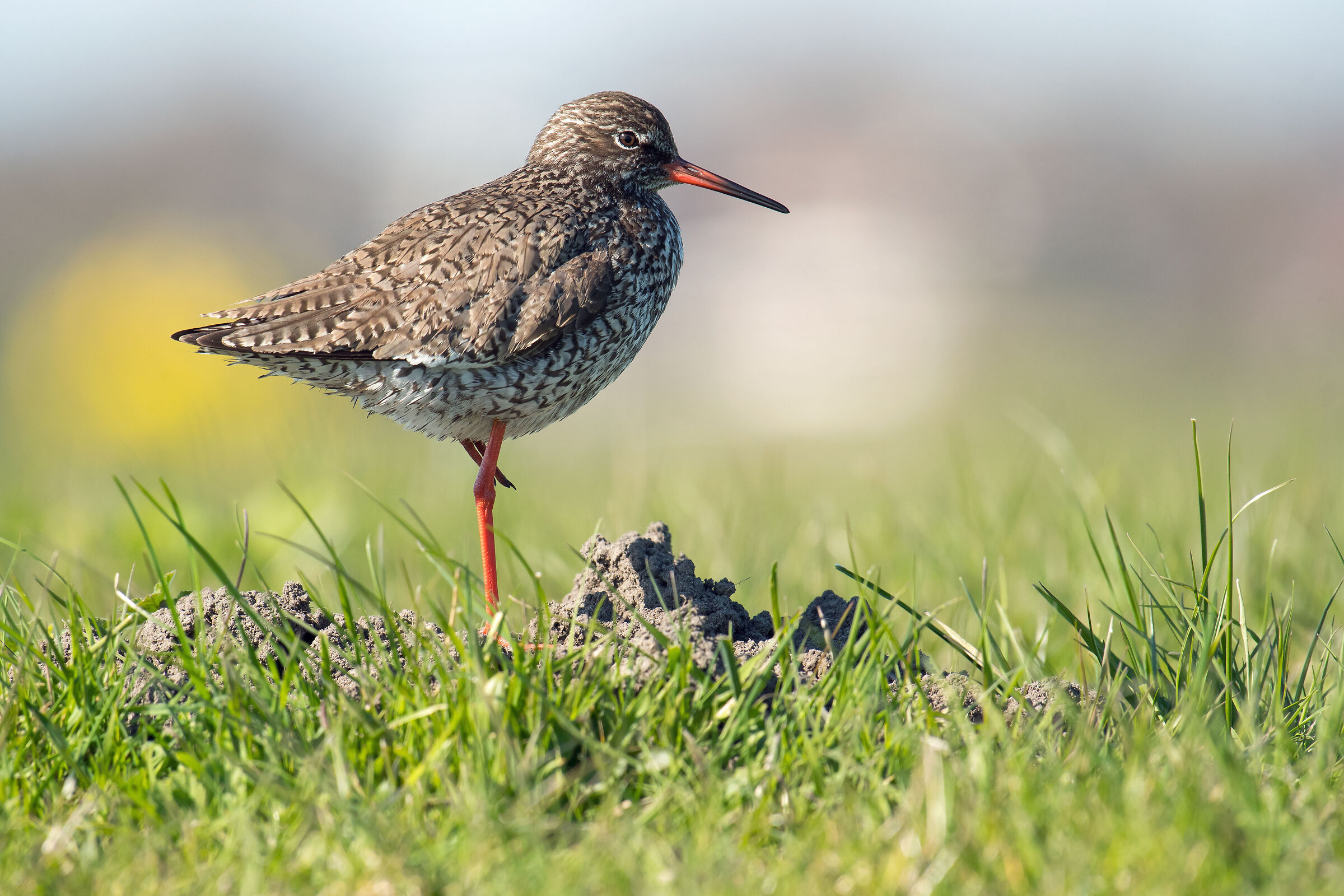 Redshank on guard