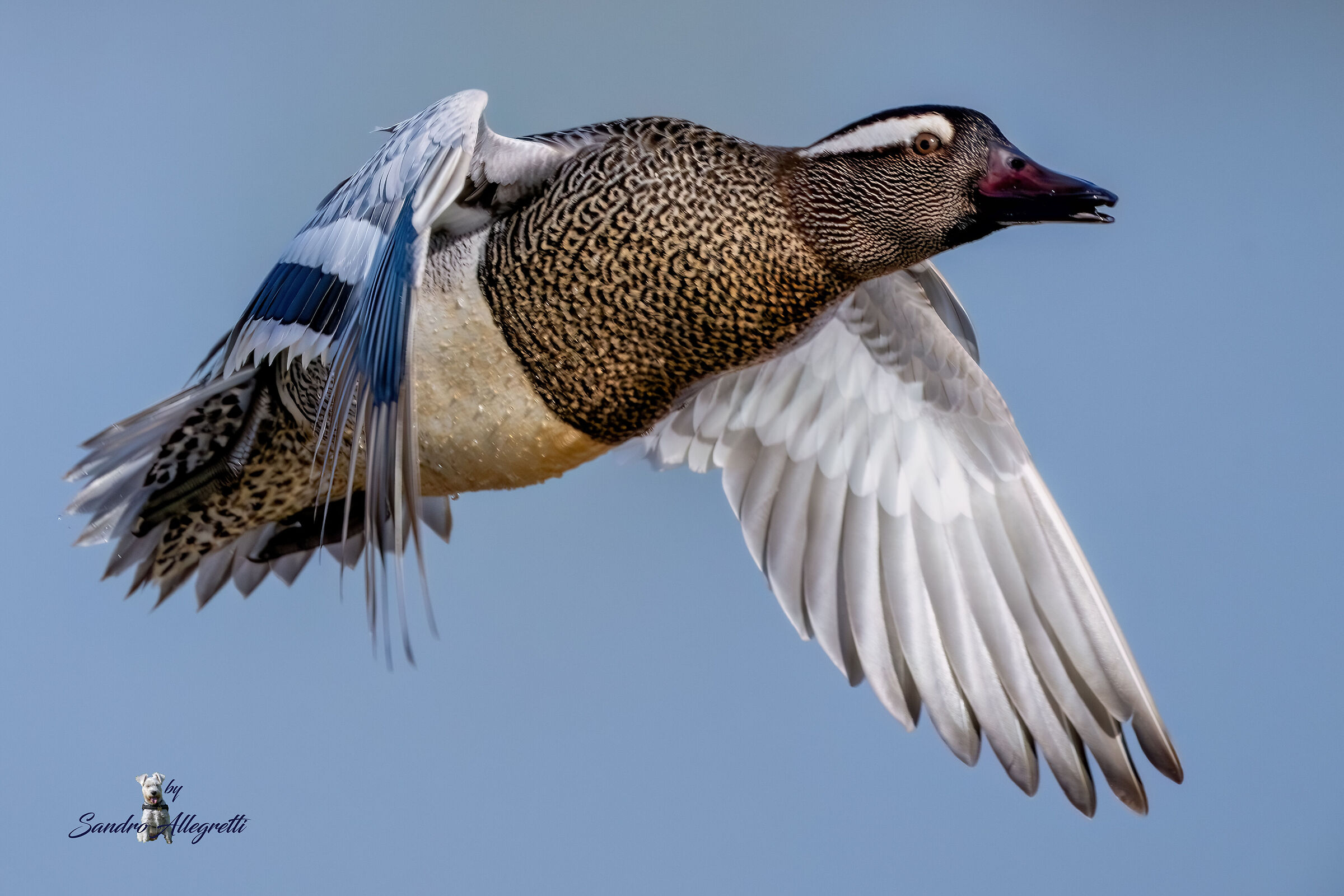 La marzaiola (Spatula querquedula)