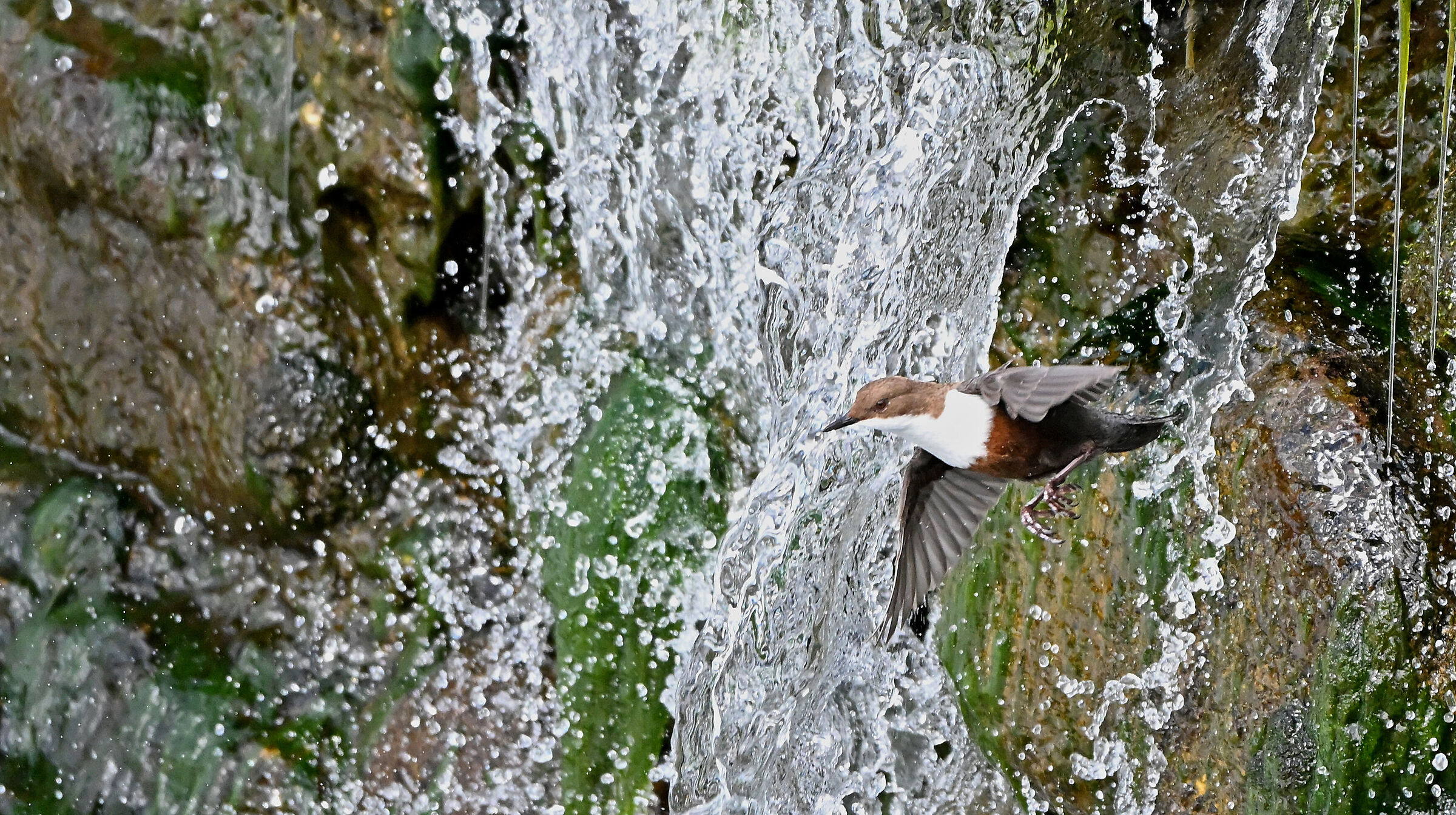 merlo acquaiolo