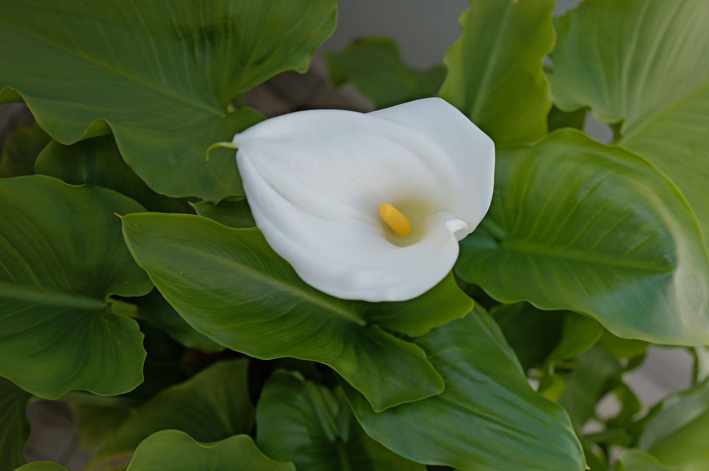 Zantedeschia Aethiopica