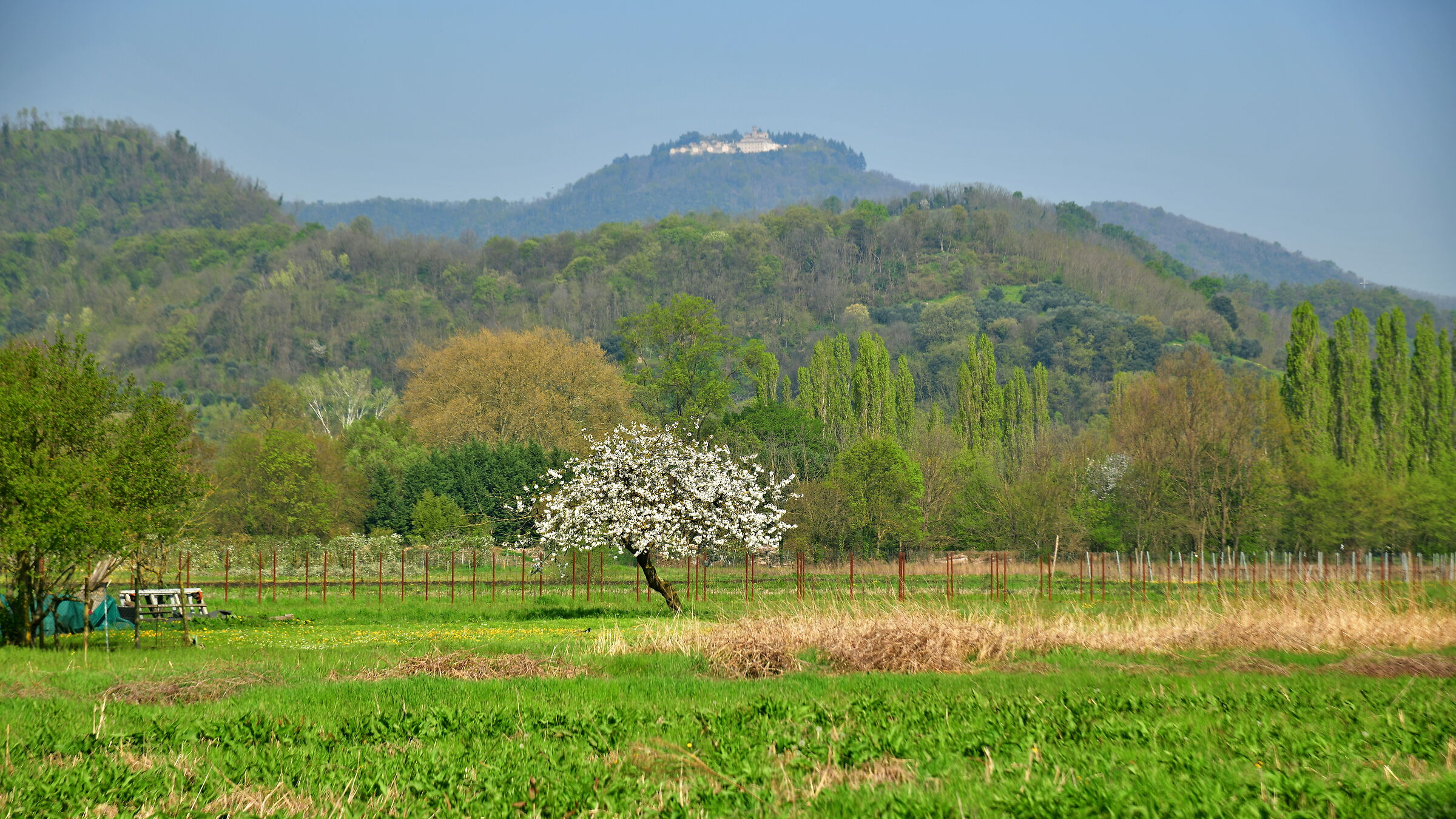 Il ciliegio