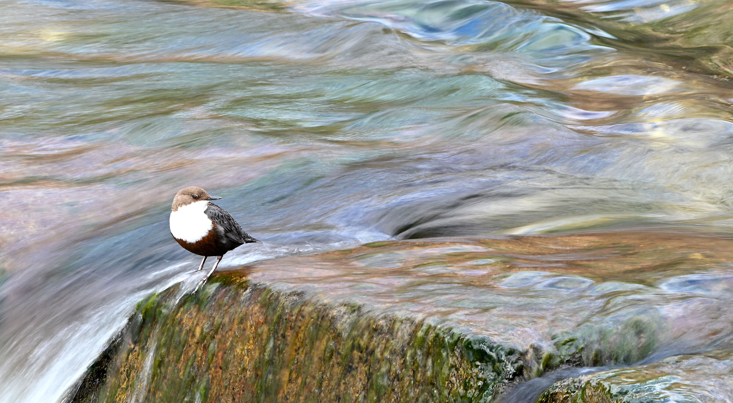 white-throated dipper