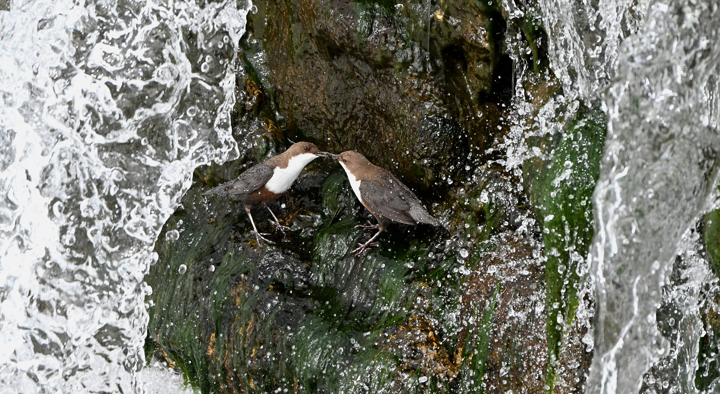 white-throated dipper