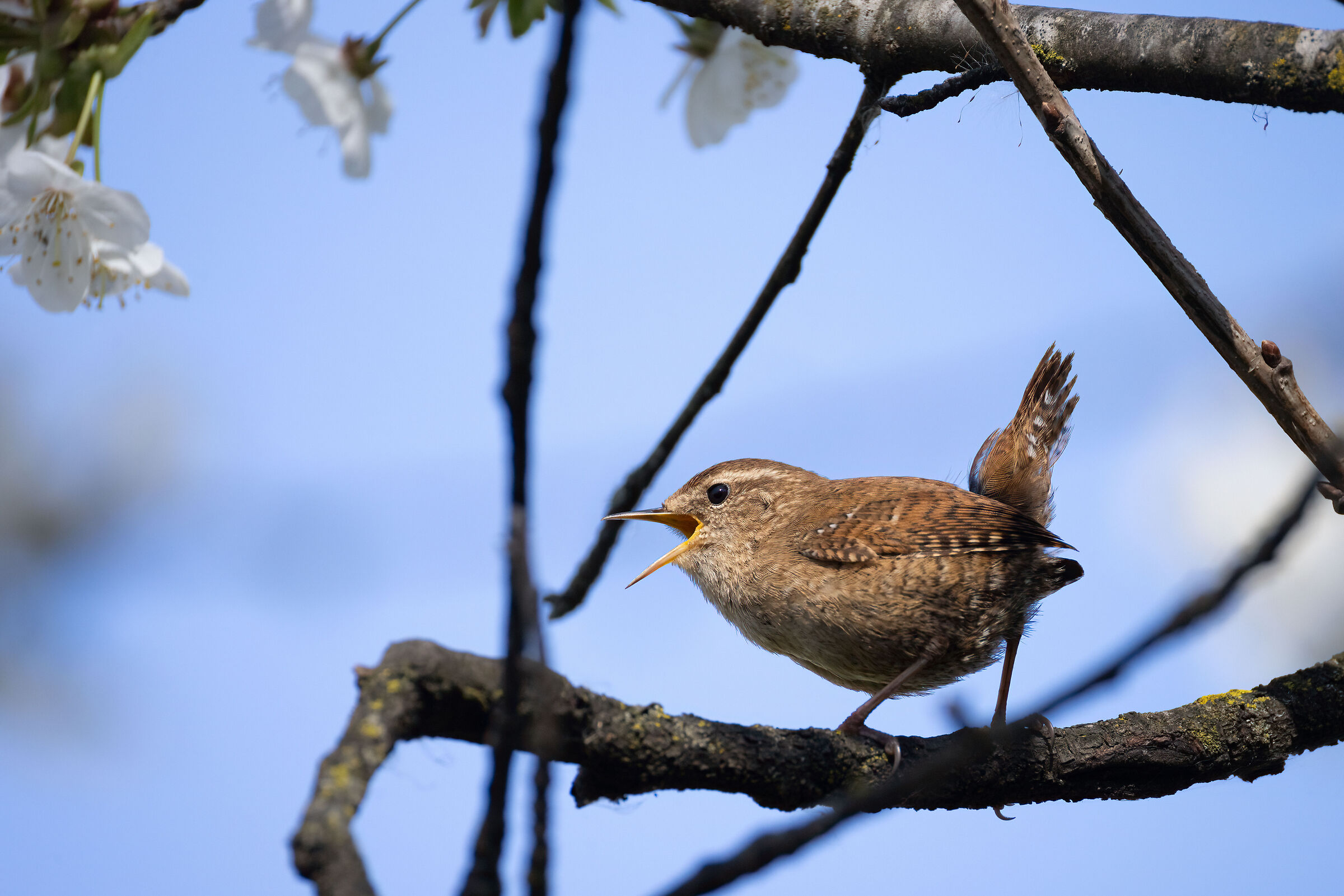 Singing in the spring