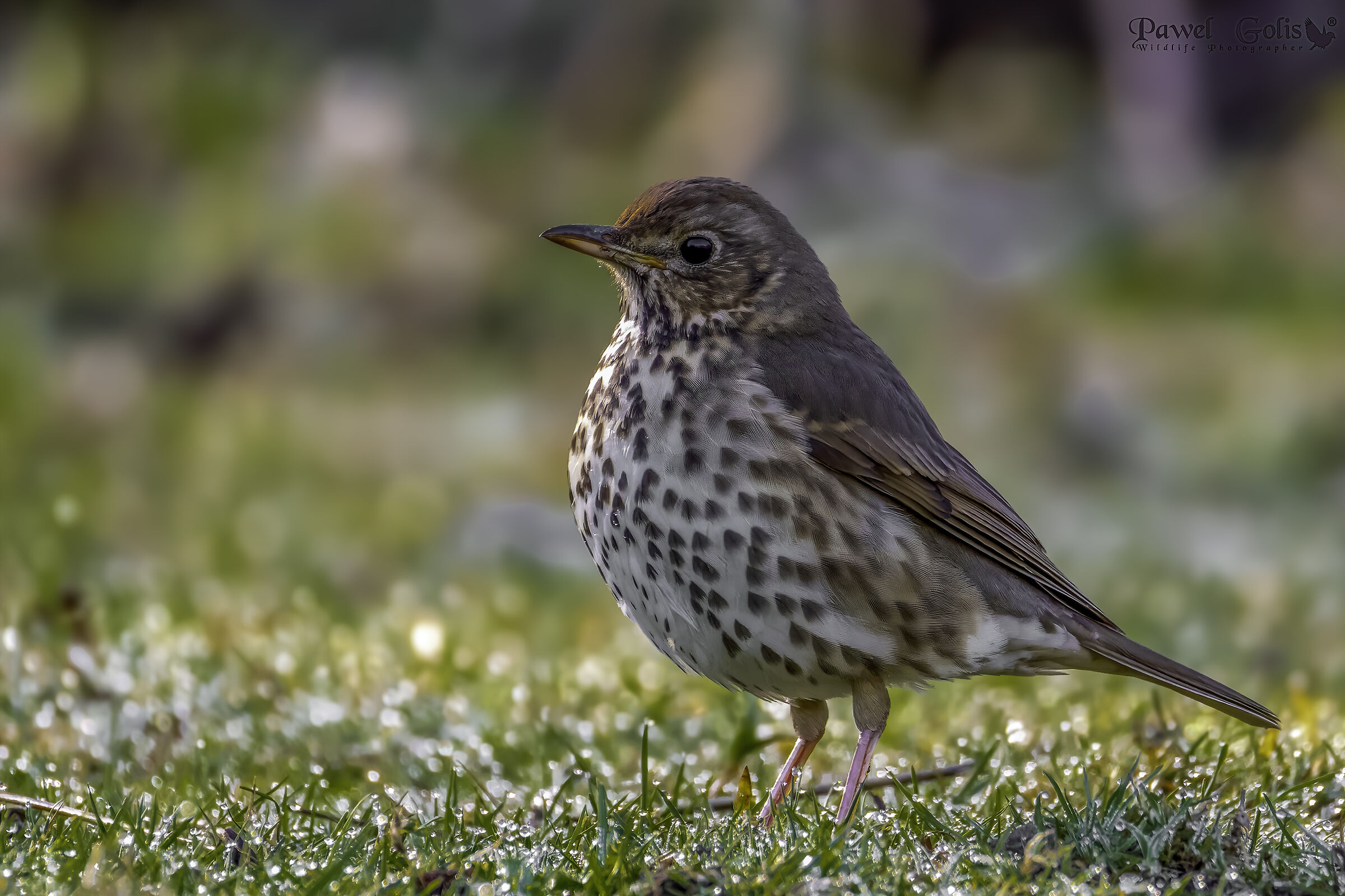Song Thrush (Turdus philomelos)