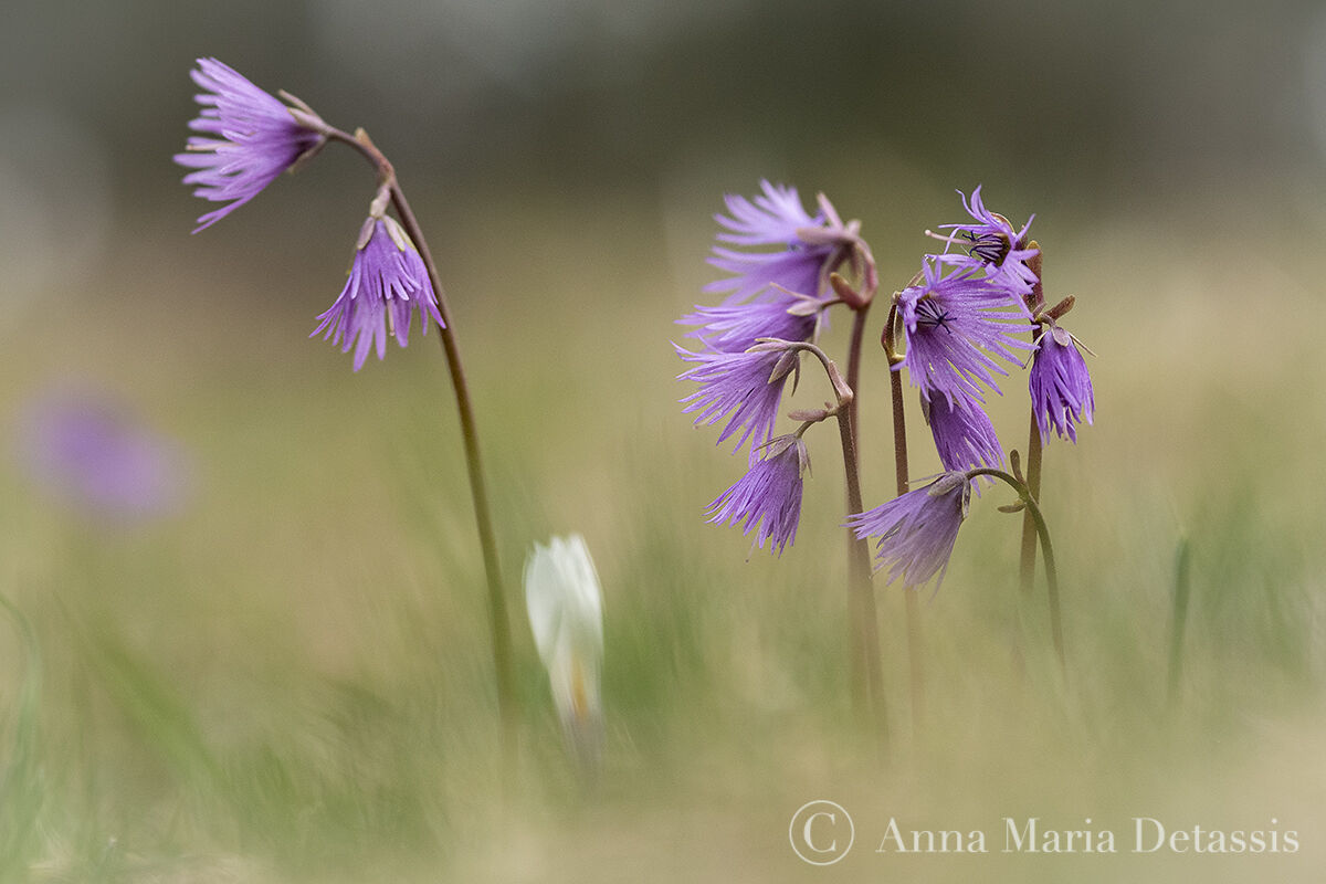 Soldanella alpina