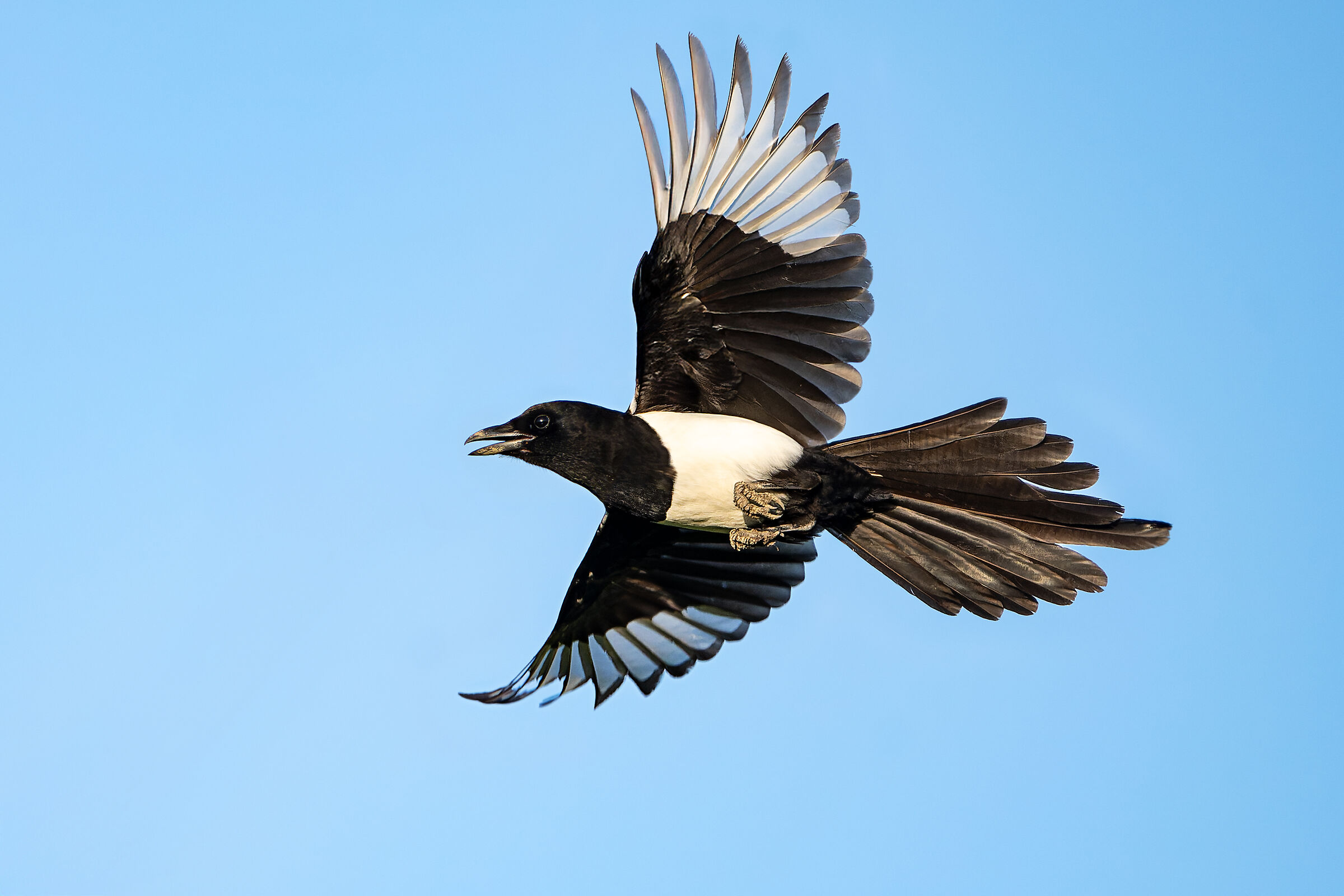 Magpie thief