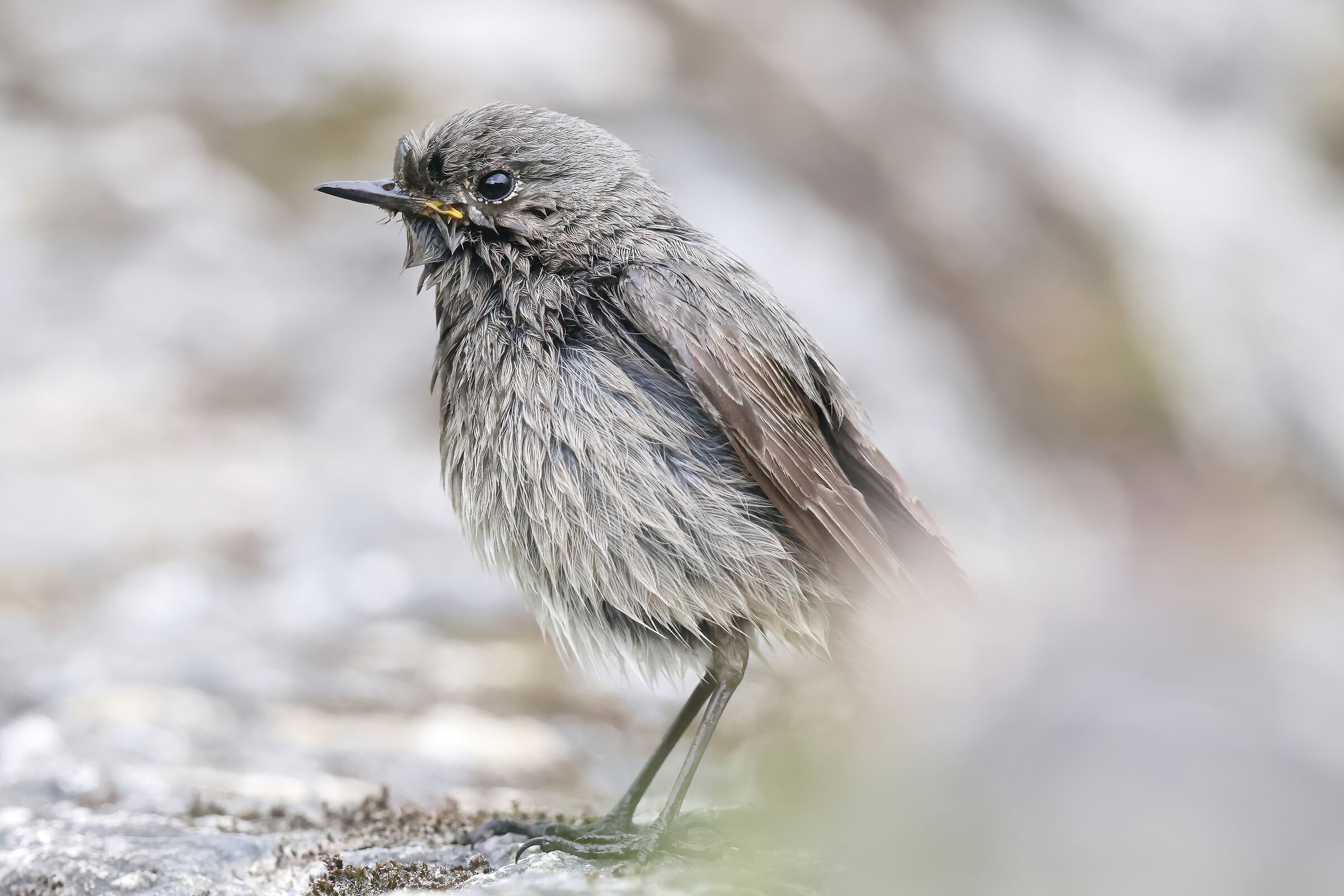 Now I'm combing my hair (Chimney Sweep Redstart)