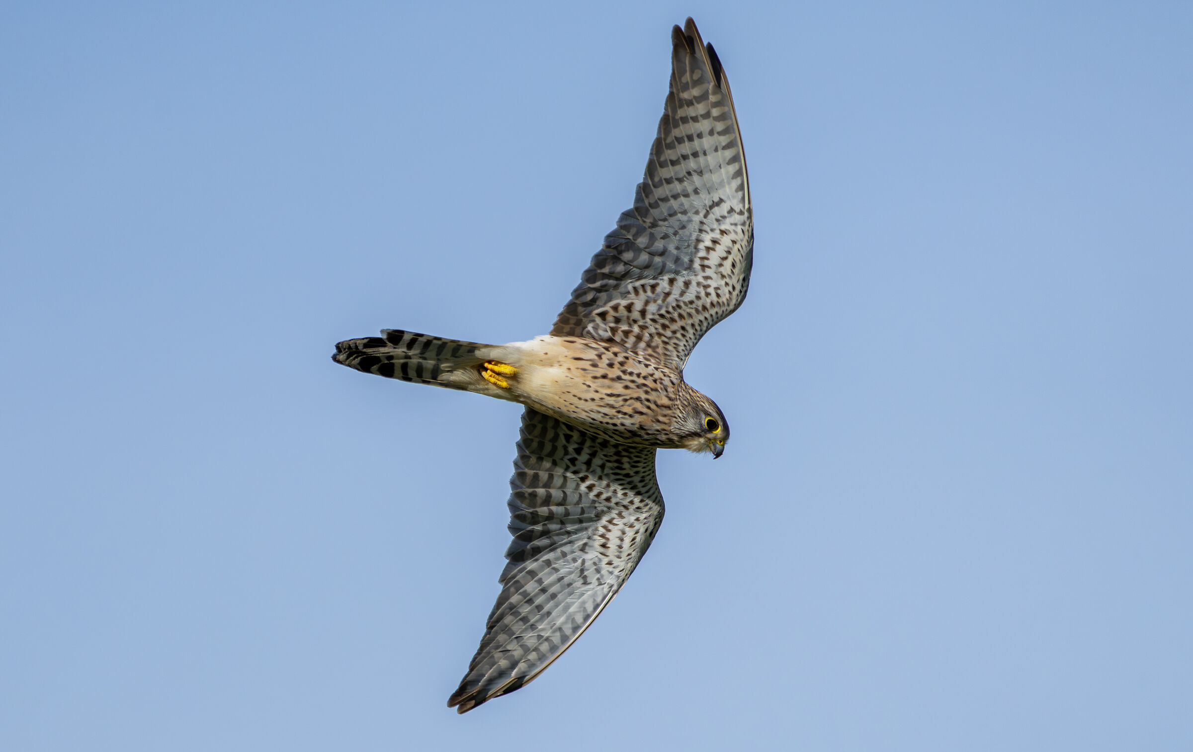 Tinnunculus in perlustrazione