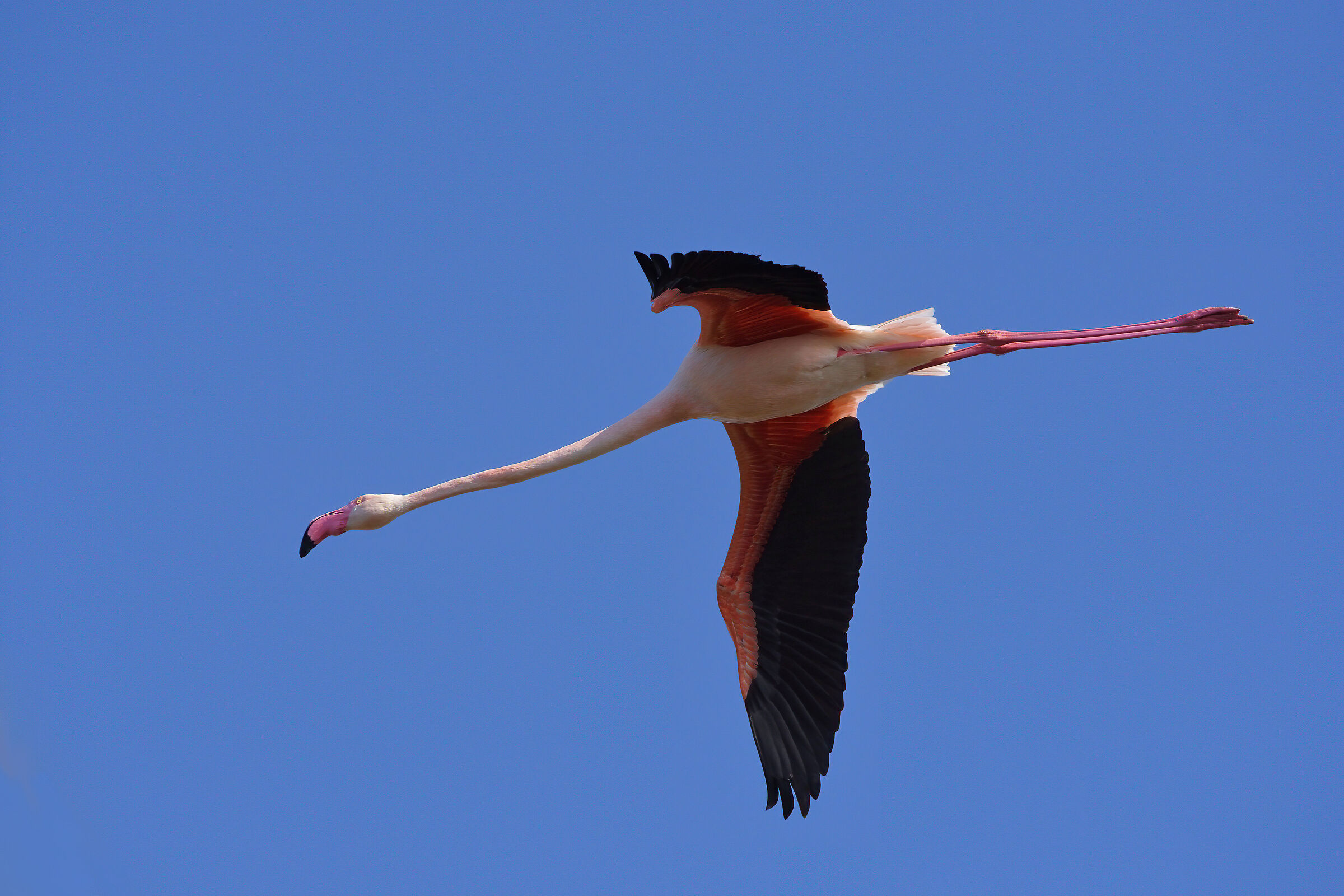 Flamingo