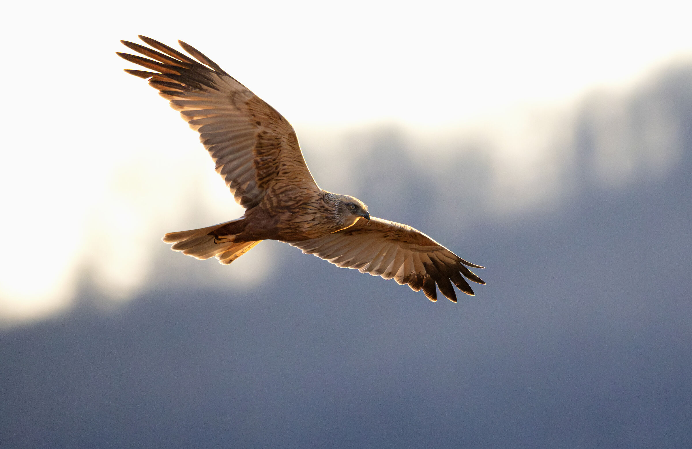 Circus aeruginosus  al tramonto