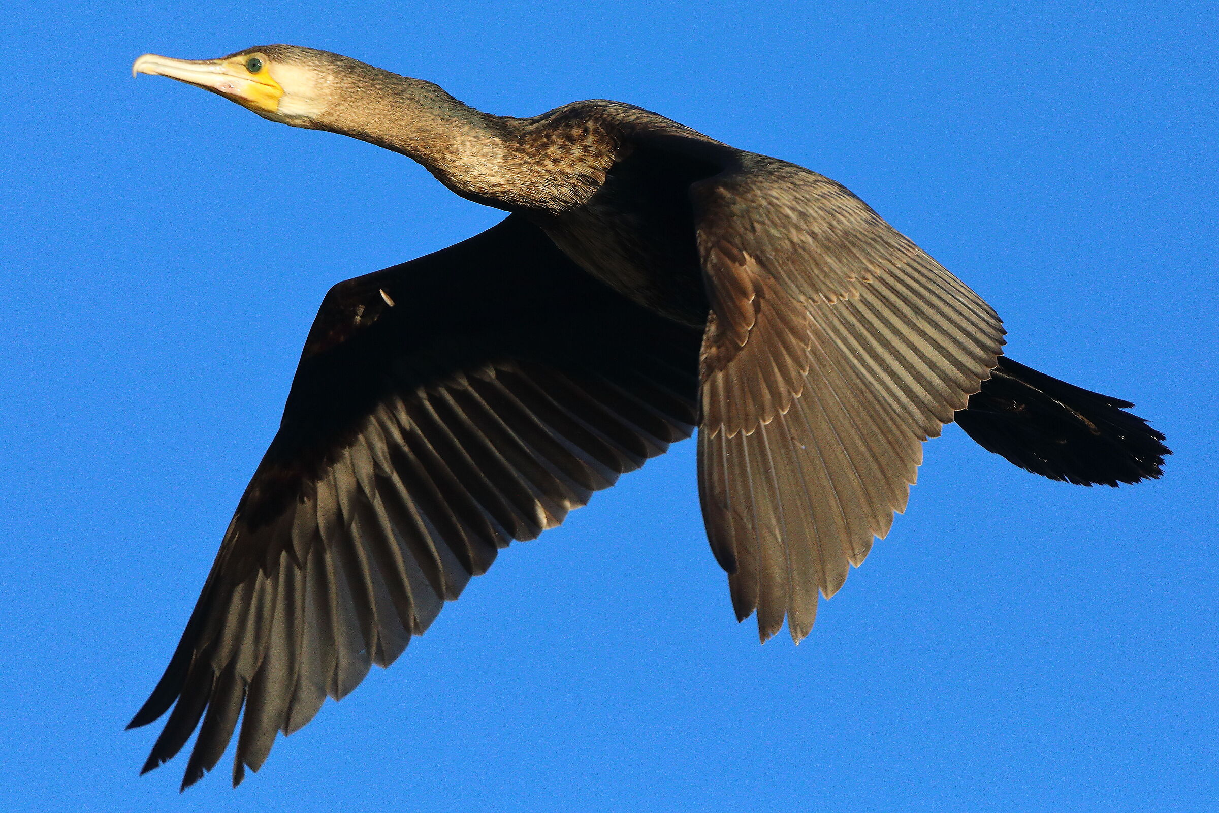 Cormorano 27 dicembre 2024 - 0095