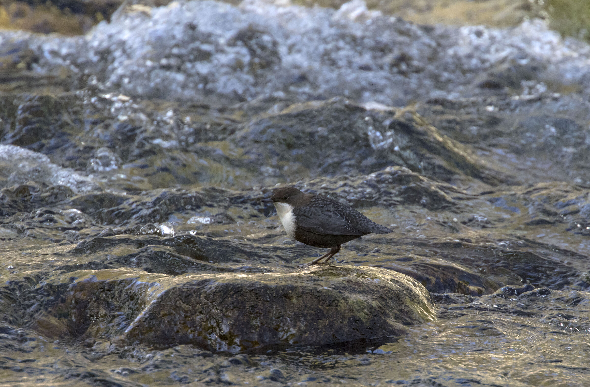 Blackbird on the Sangro river