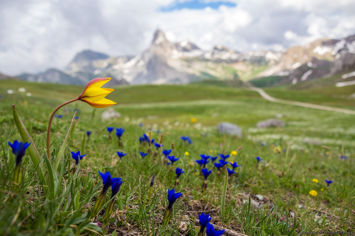 Tulipa sylvestris subsp. australis (Tulip mountain)