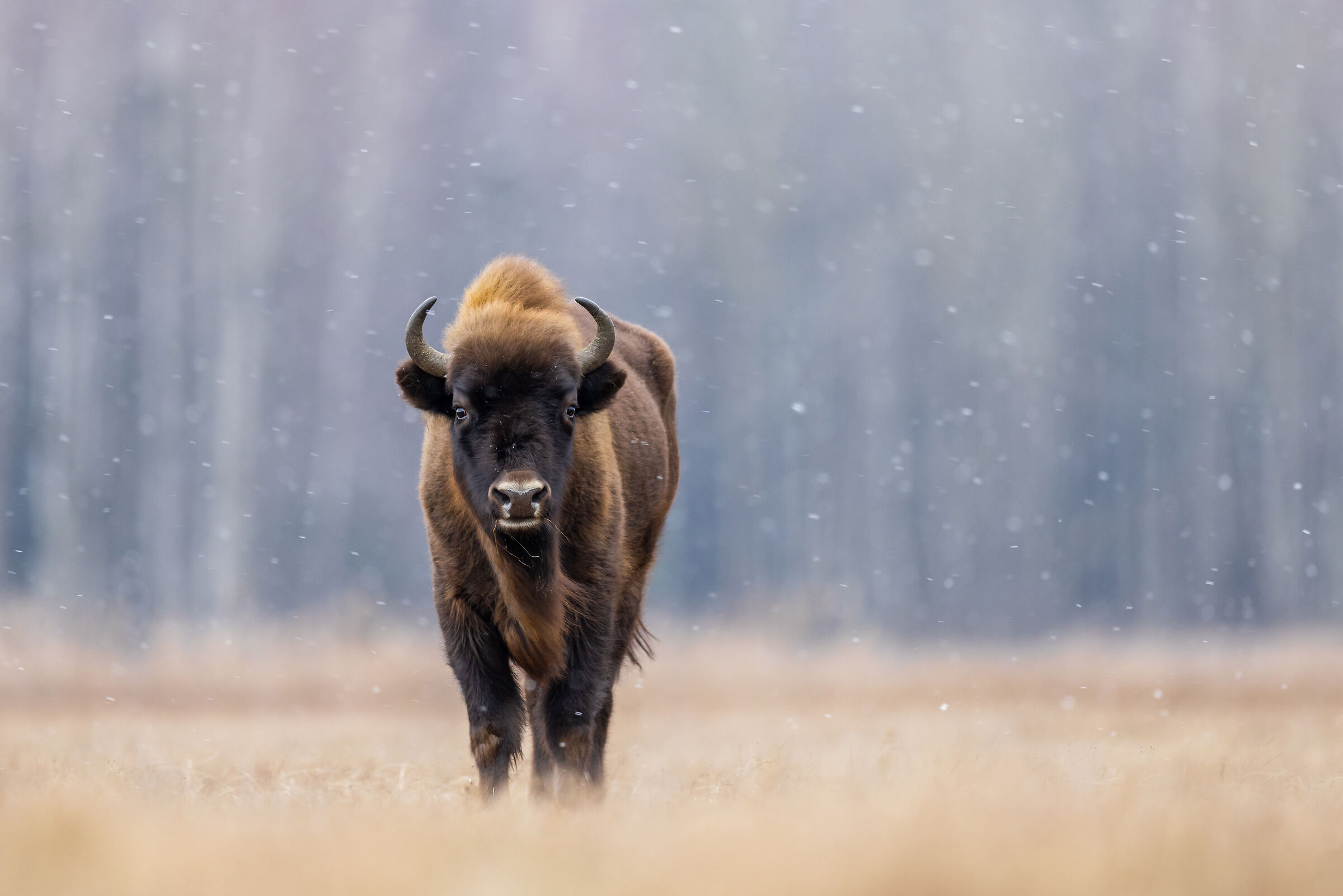 European bison in snowfall