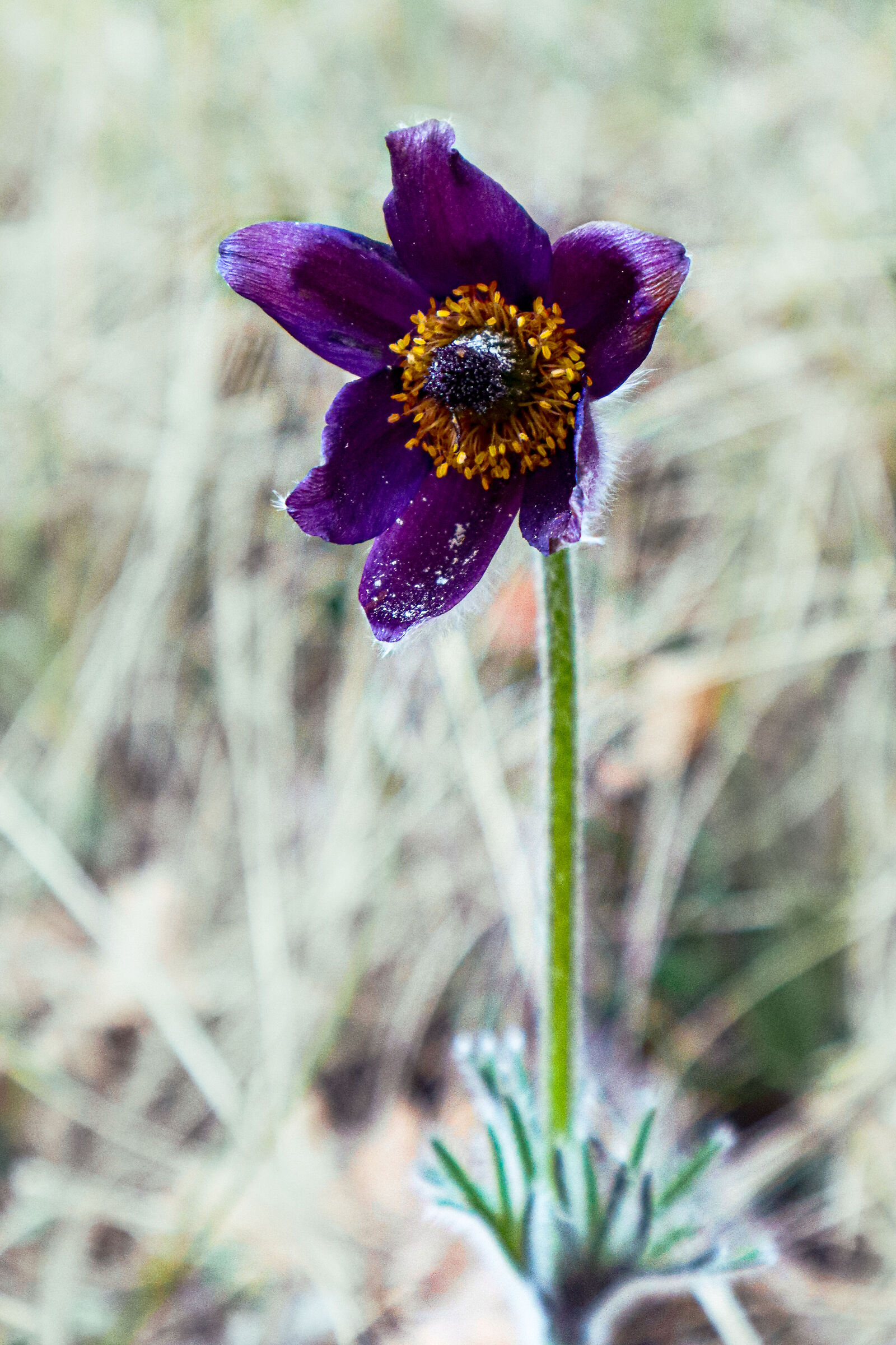 Anemone Pulsatilla