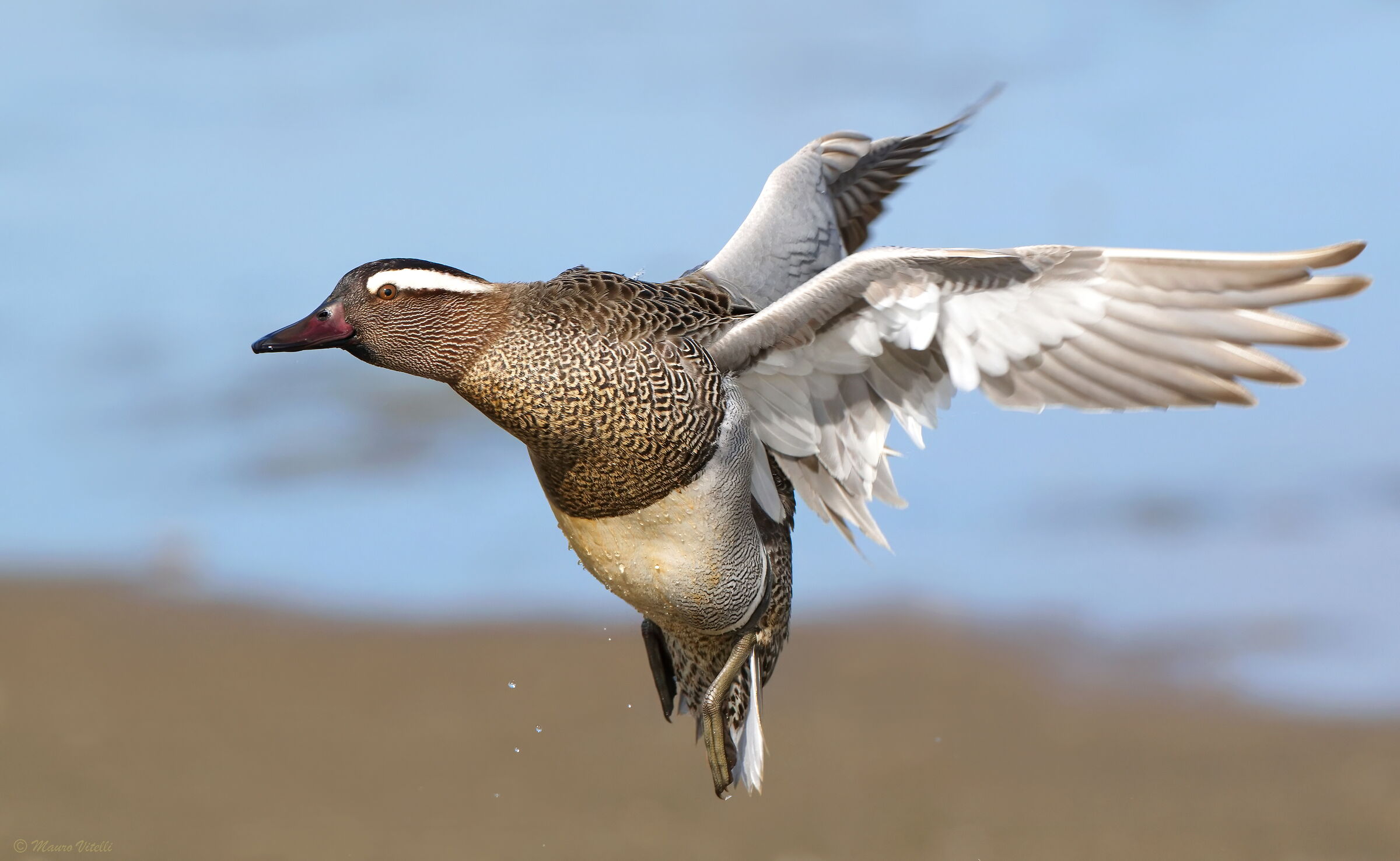 Garganey (Anas Querquedula)