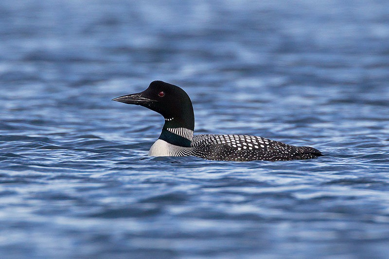 Loon