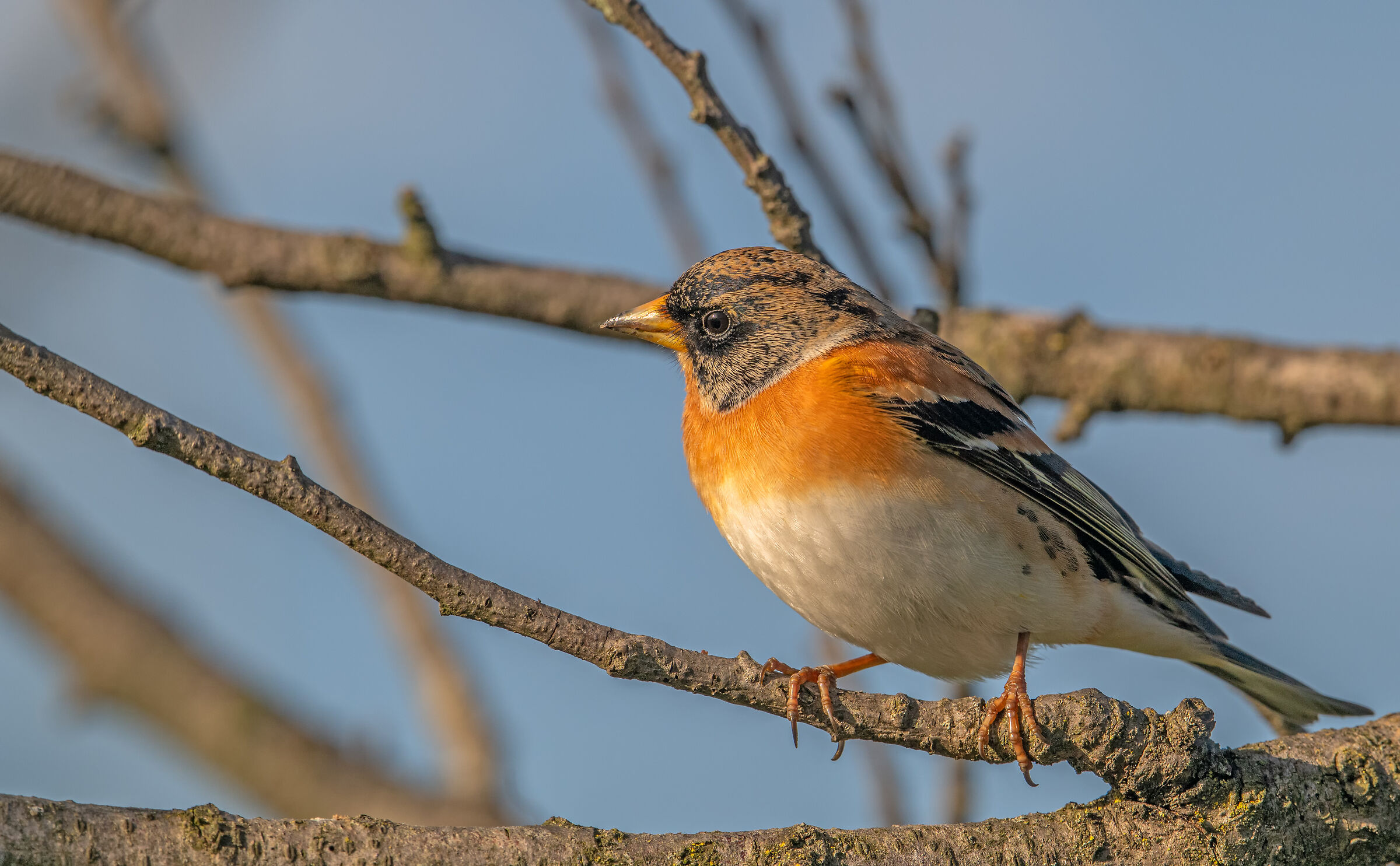 Brambling