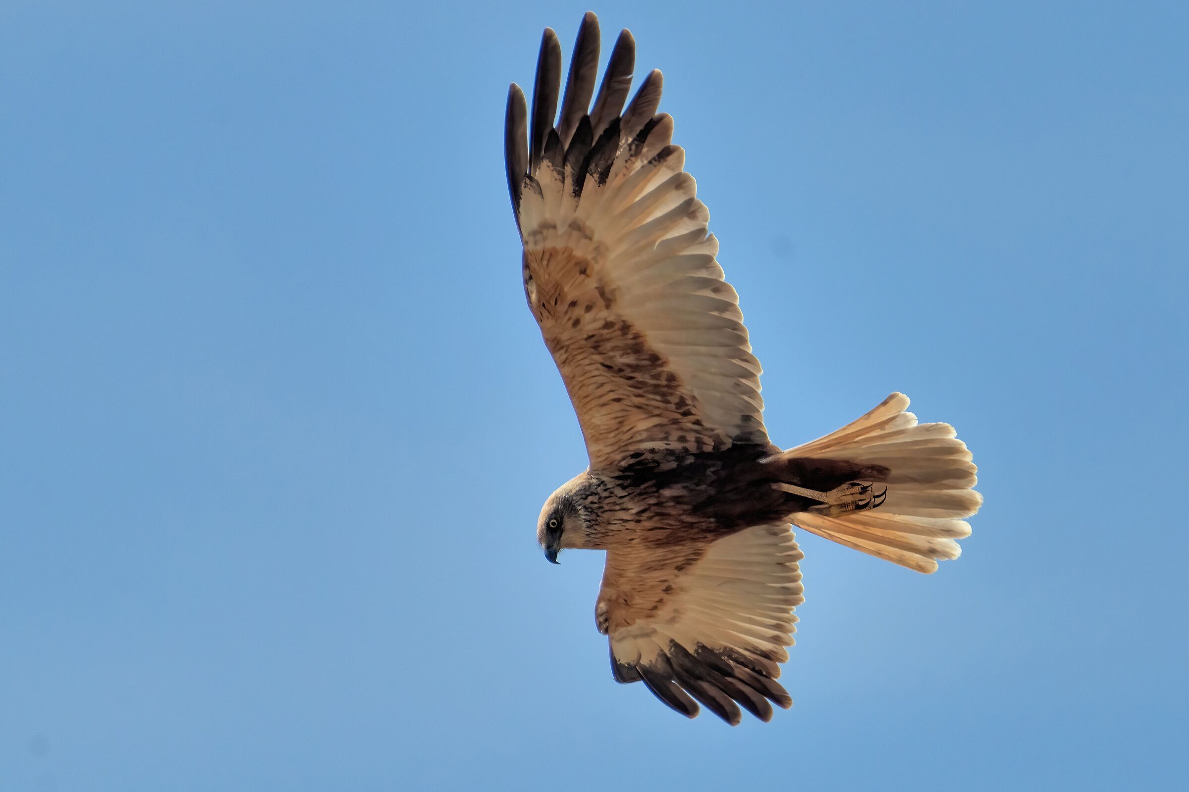 Falco di palude (Circus aeruginosus) maschio