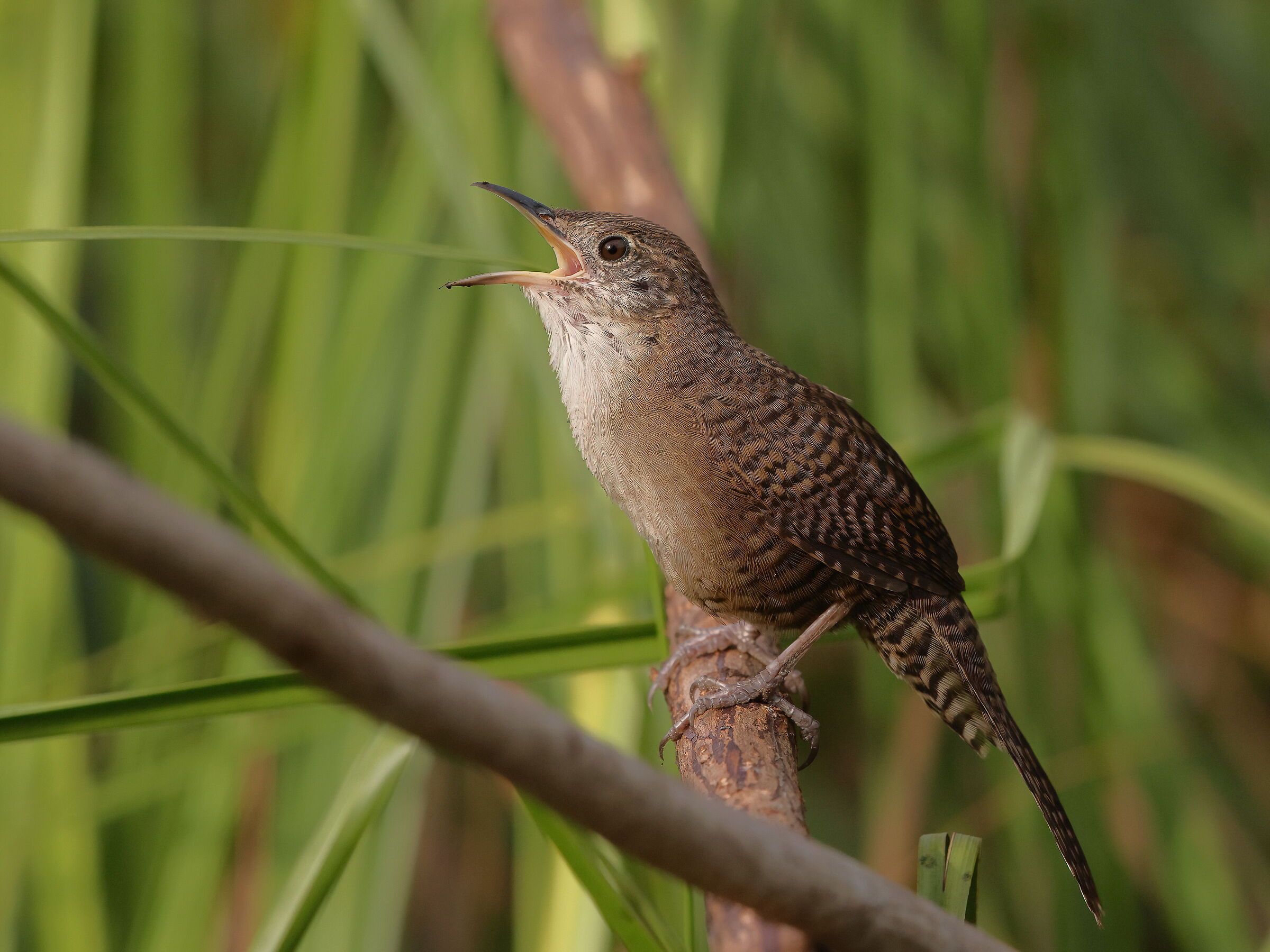 Zapata's Wren