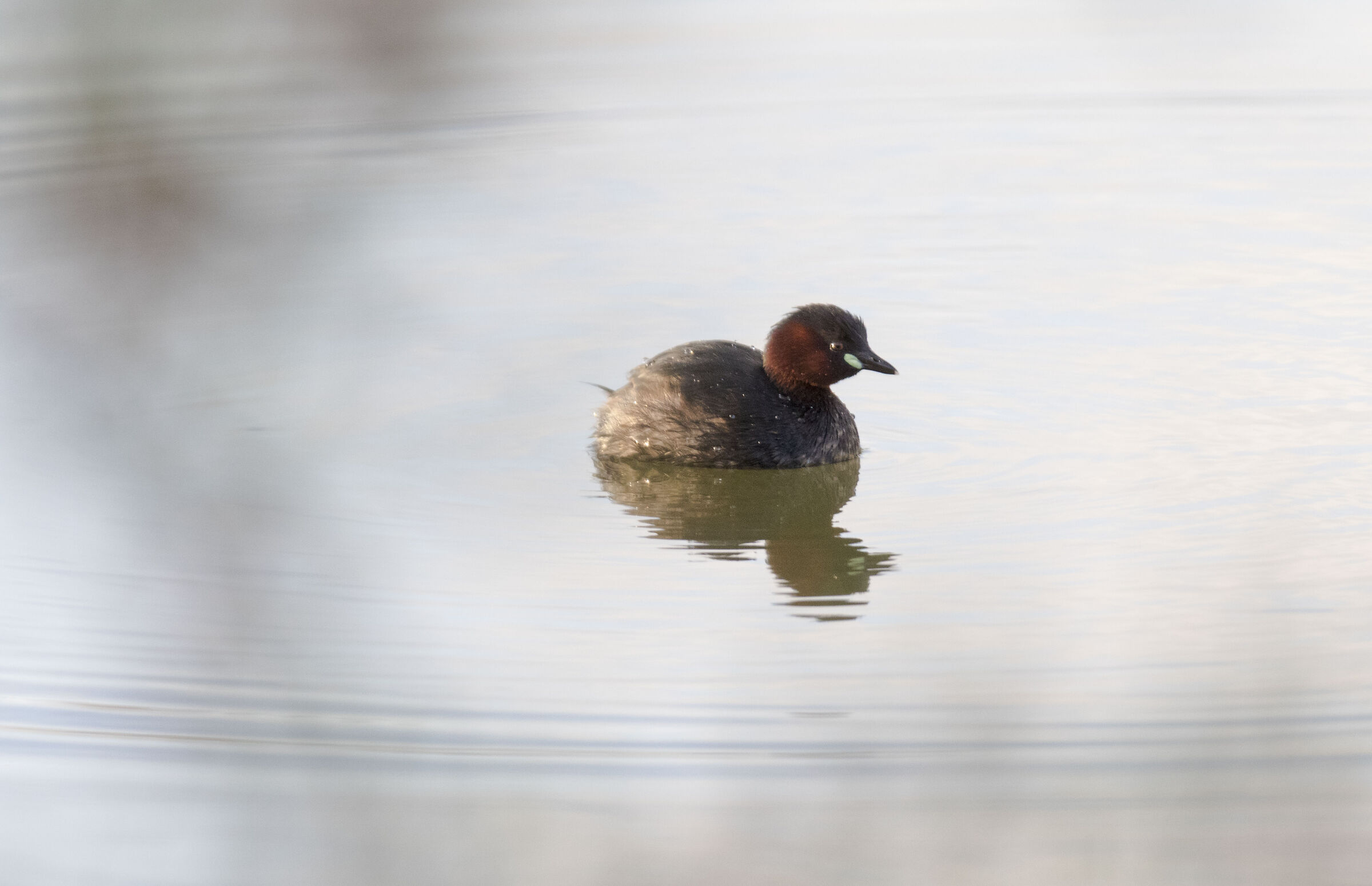 Little Grebe at dawn