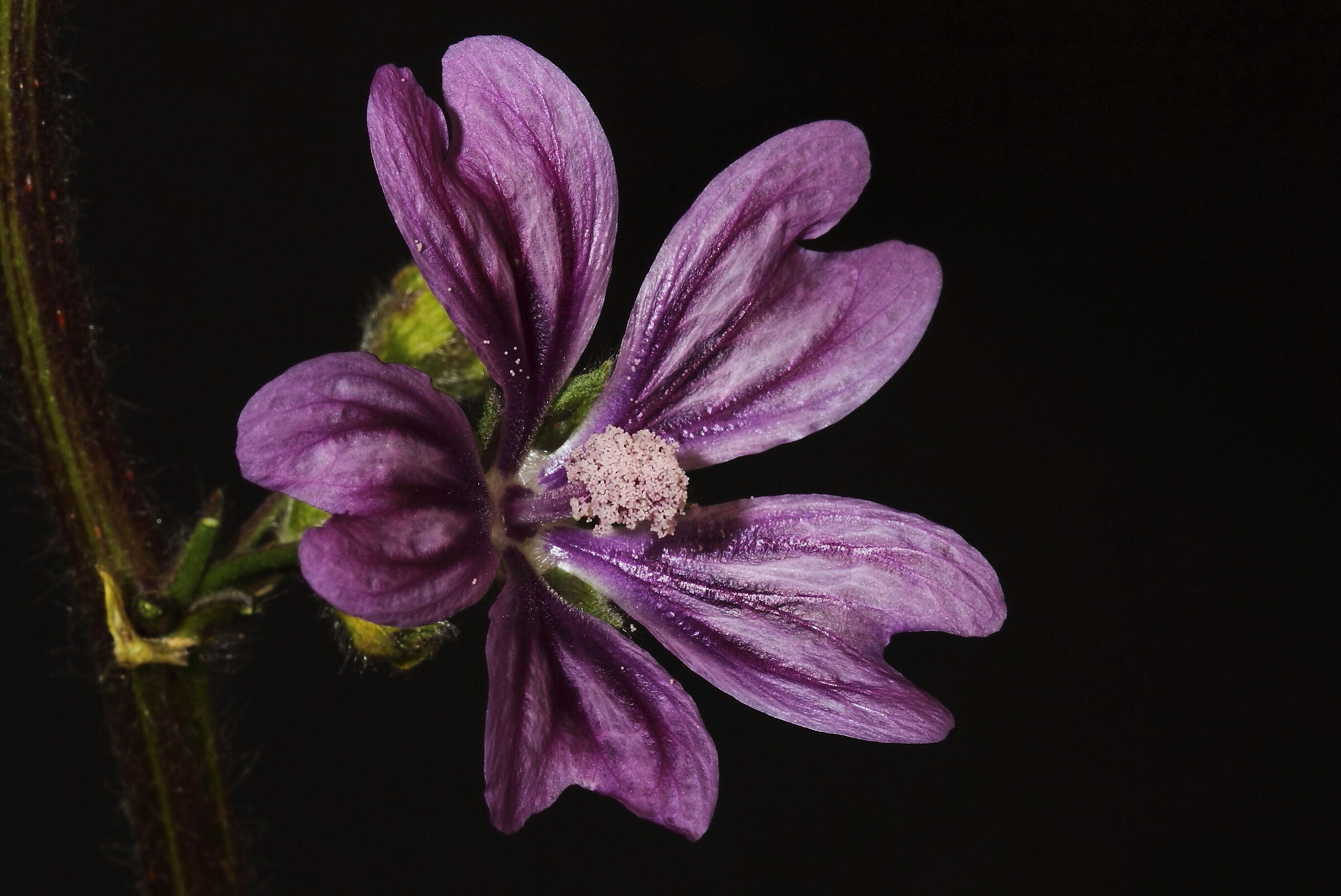 Malva selvatica