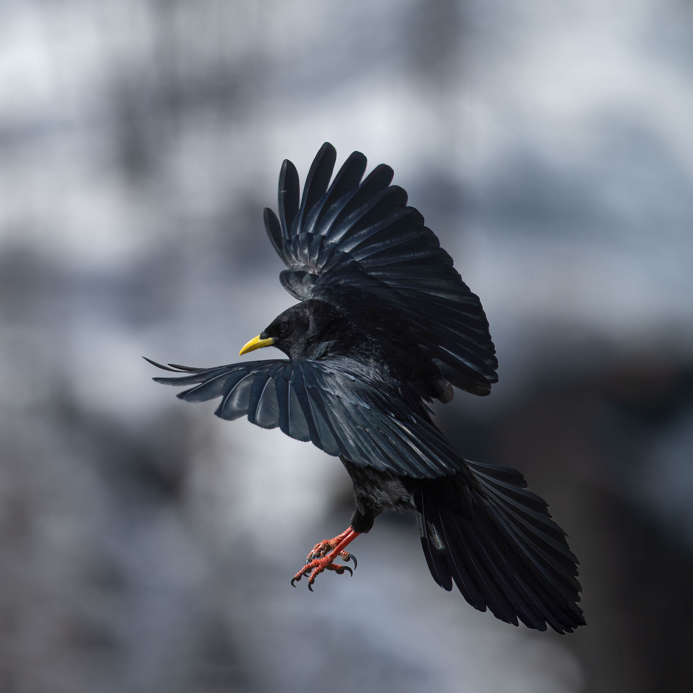 Alpine chough