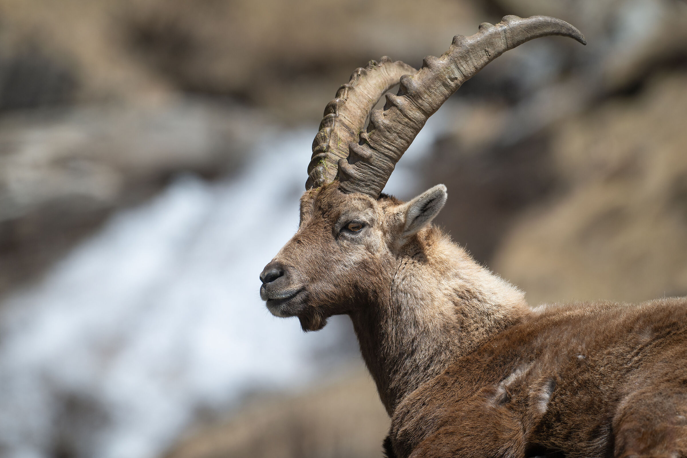 Ibex - Gran Paradiso National Park