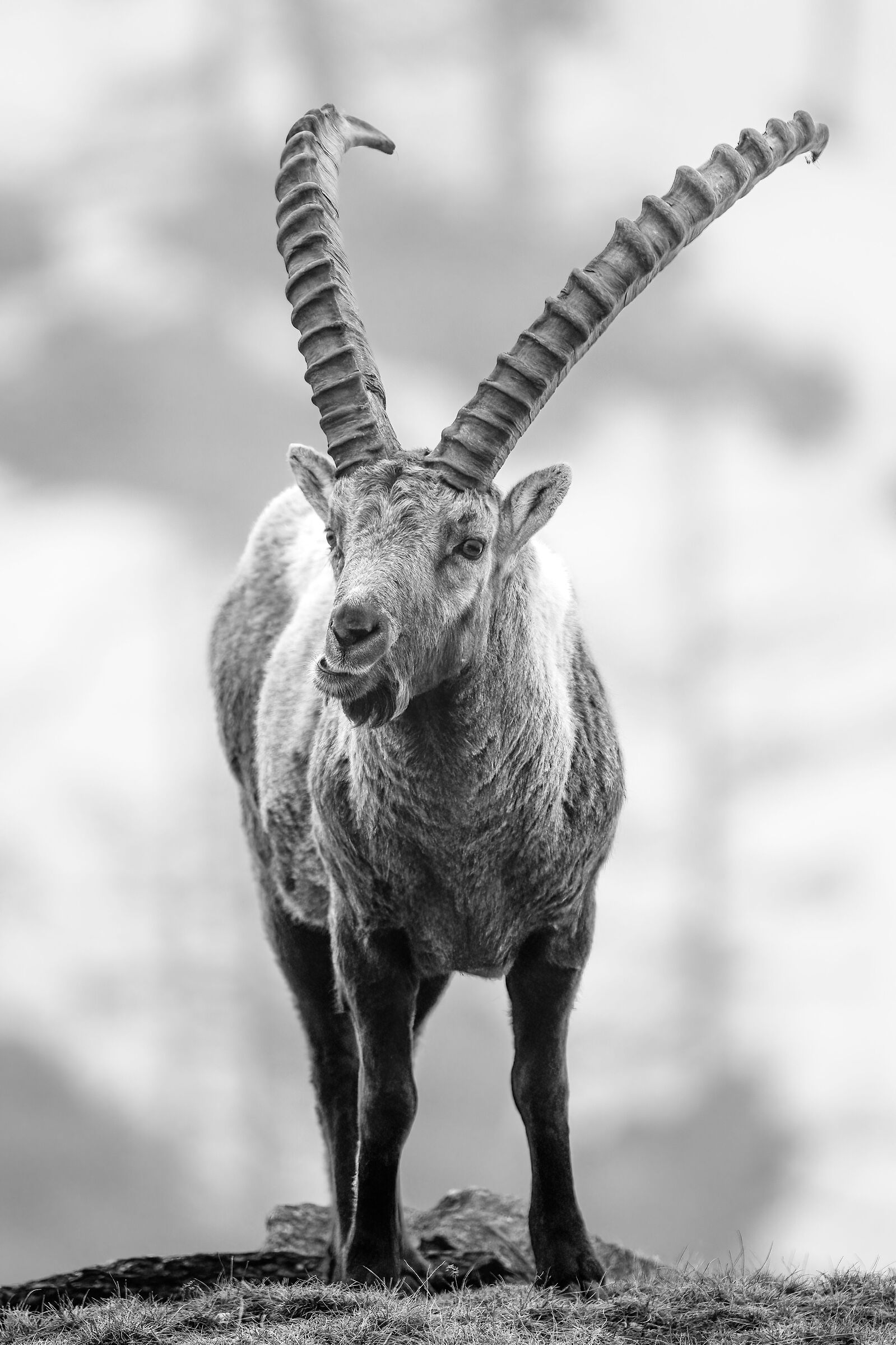 Ibex - Gran Paradiso National Park