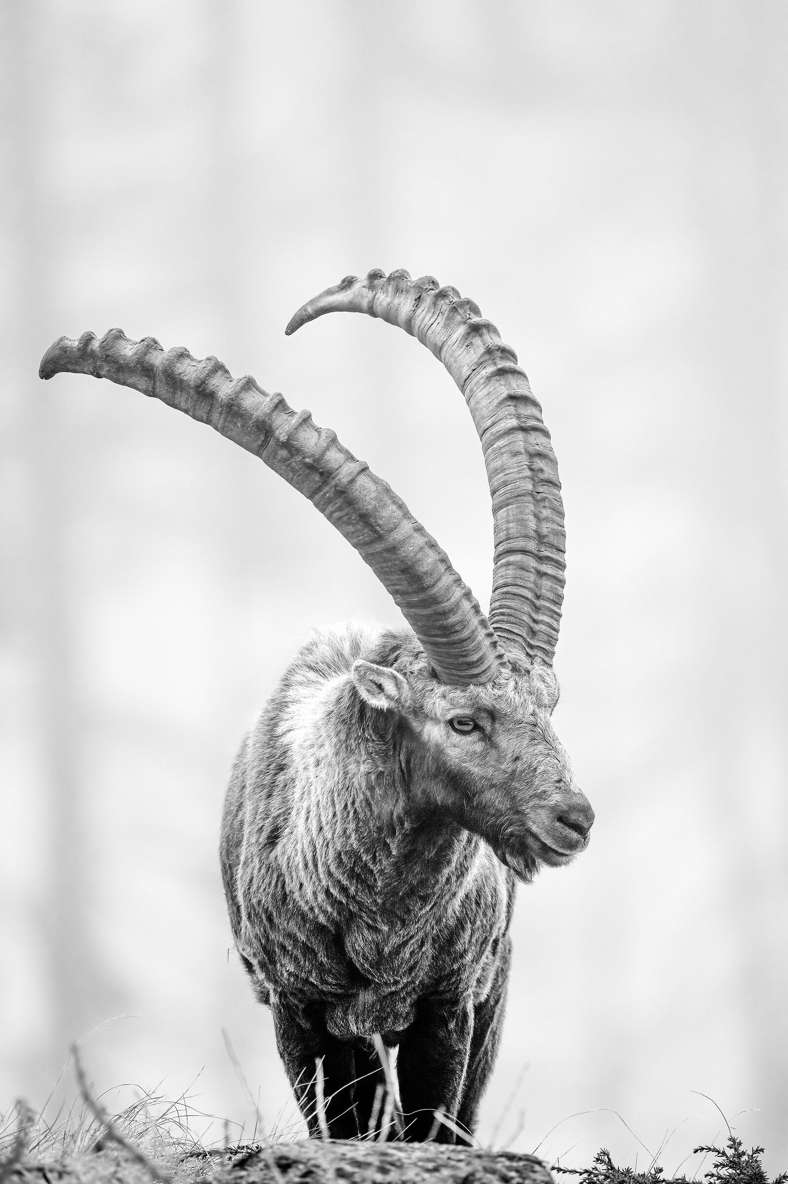 Ibex - Gran Paradiso National Park
