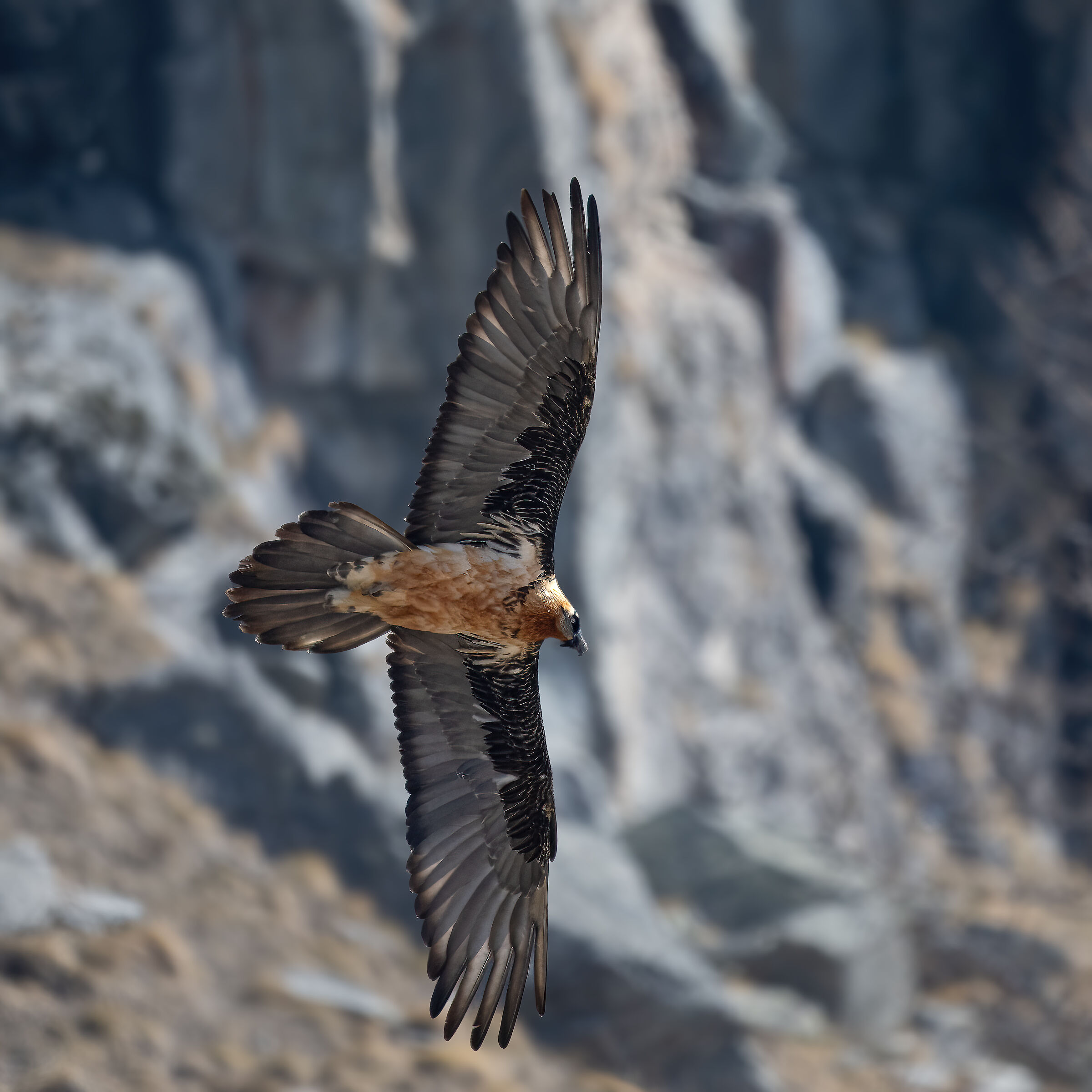 Gypaetus barbatus - Gran Paradiso National Park