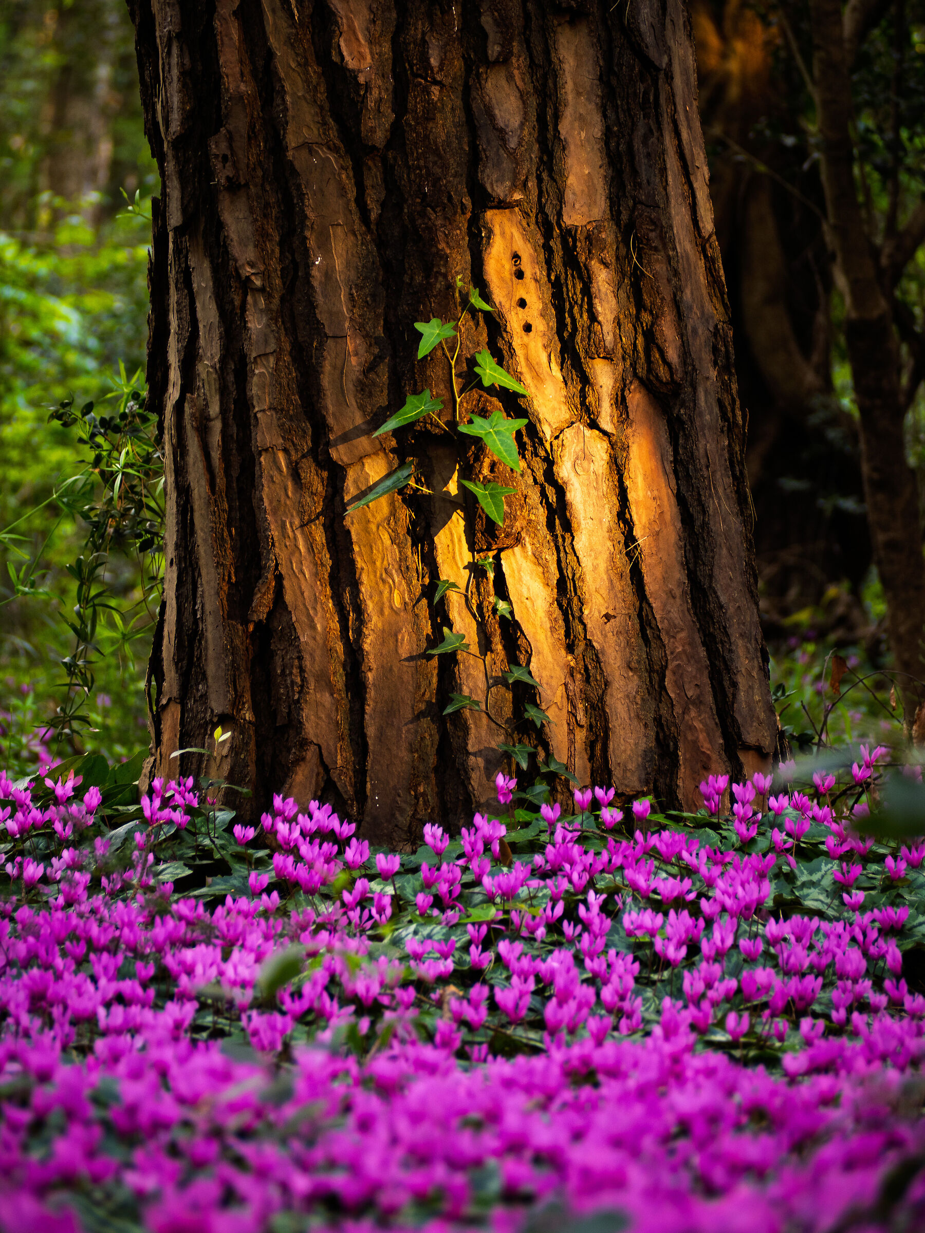 in the Circeo National Park