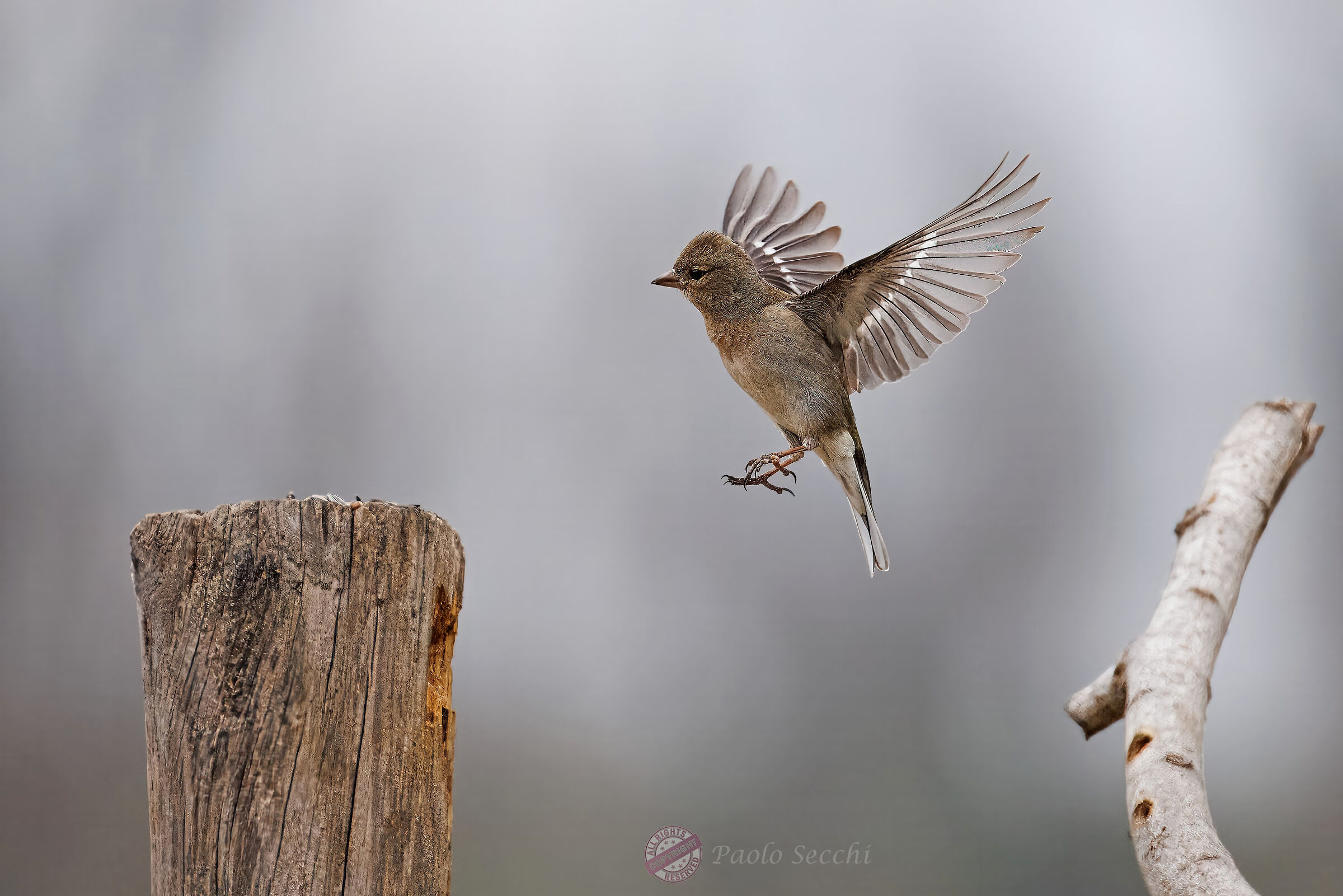 Chaffinch dance 7