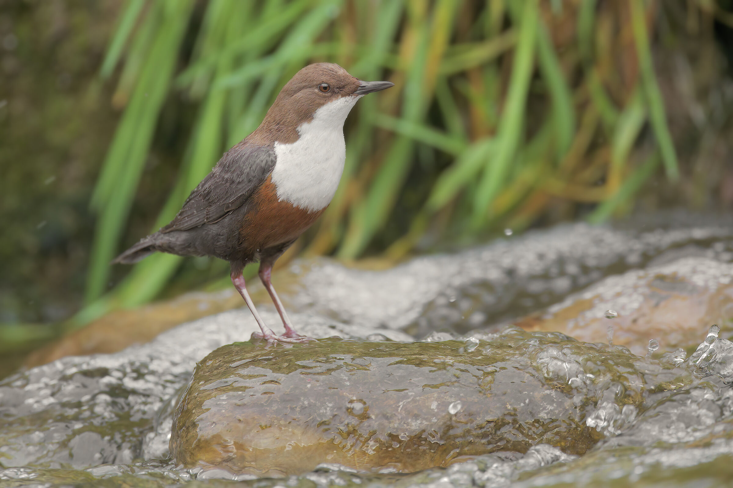 White-throated dipper