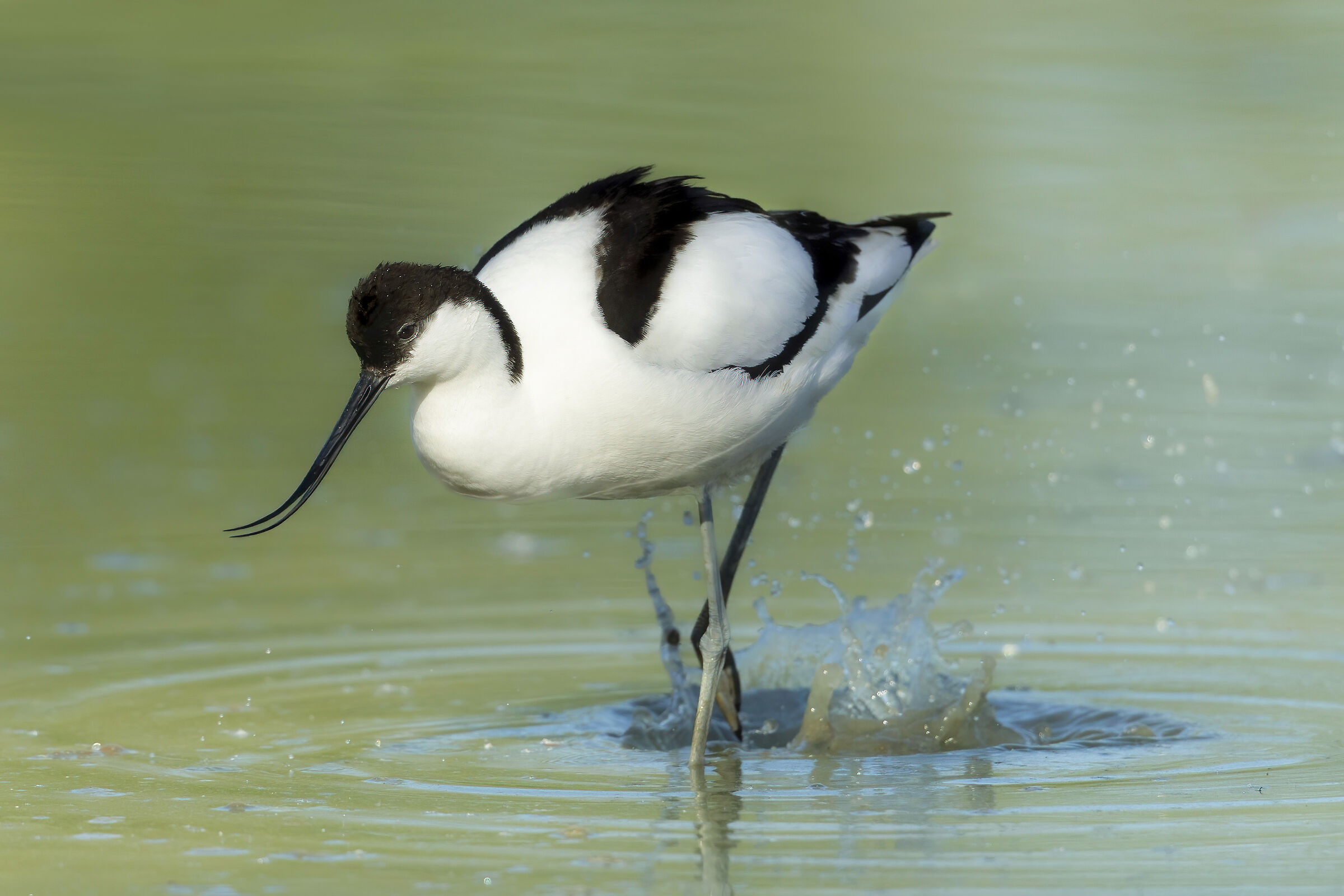 passeggiata nel fango, avocetta