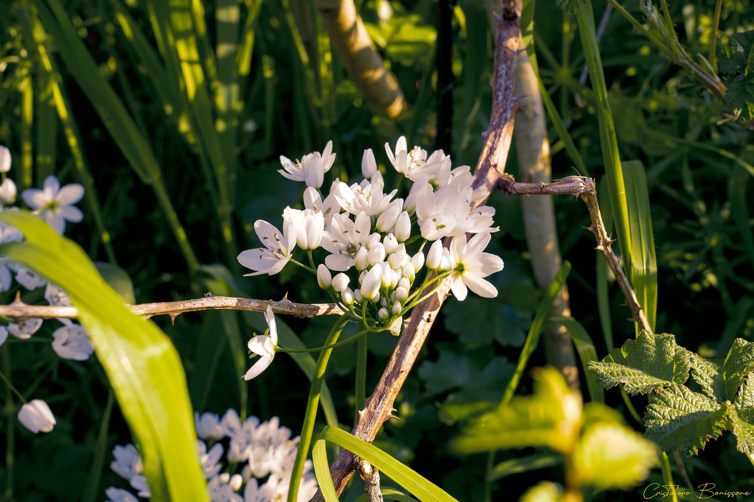 Allium Neapolitanum