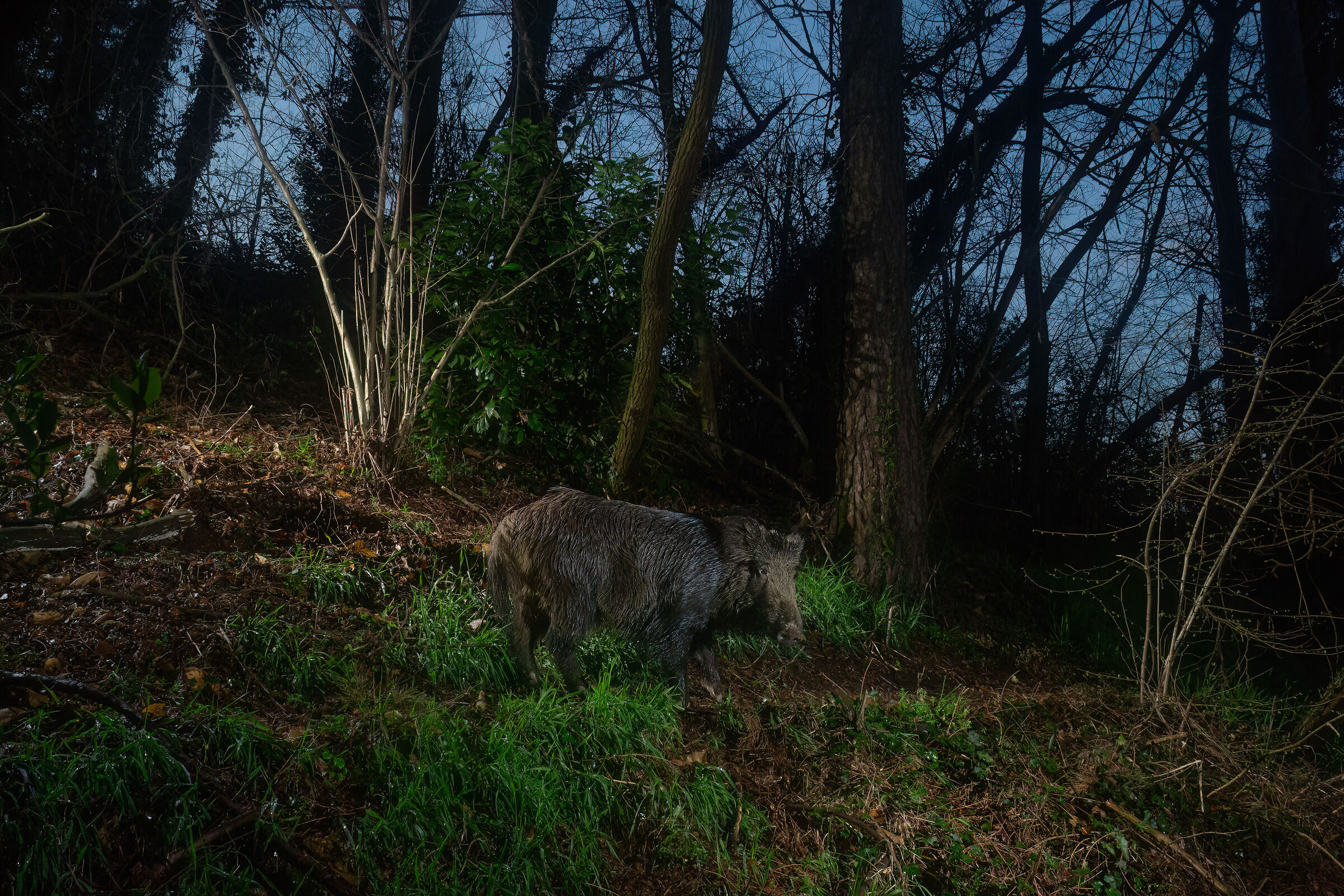 Wild boar