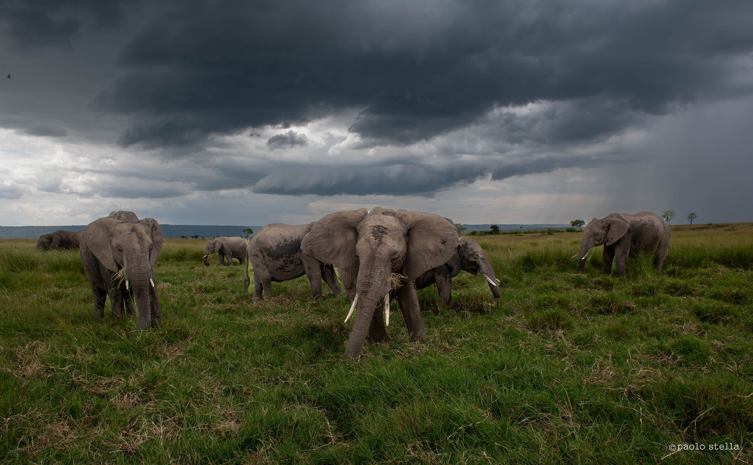 Elephants and the storm