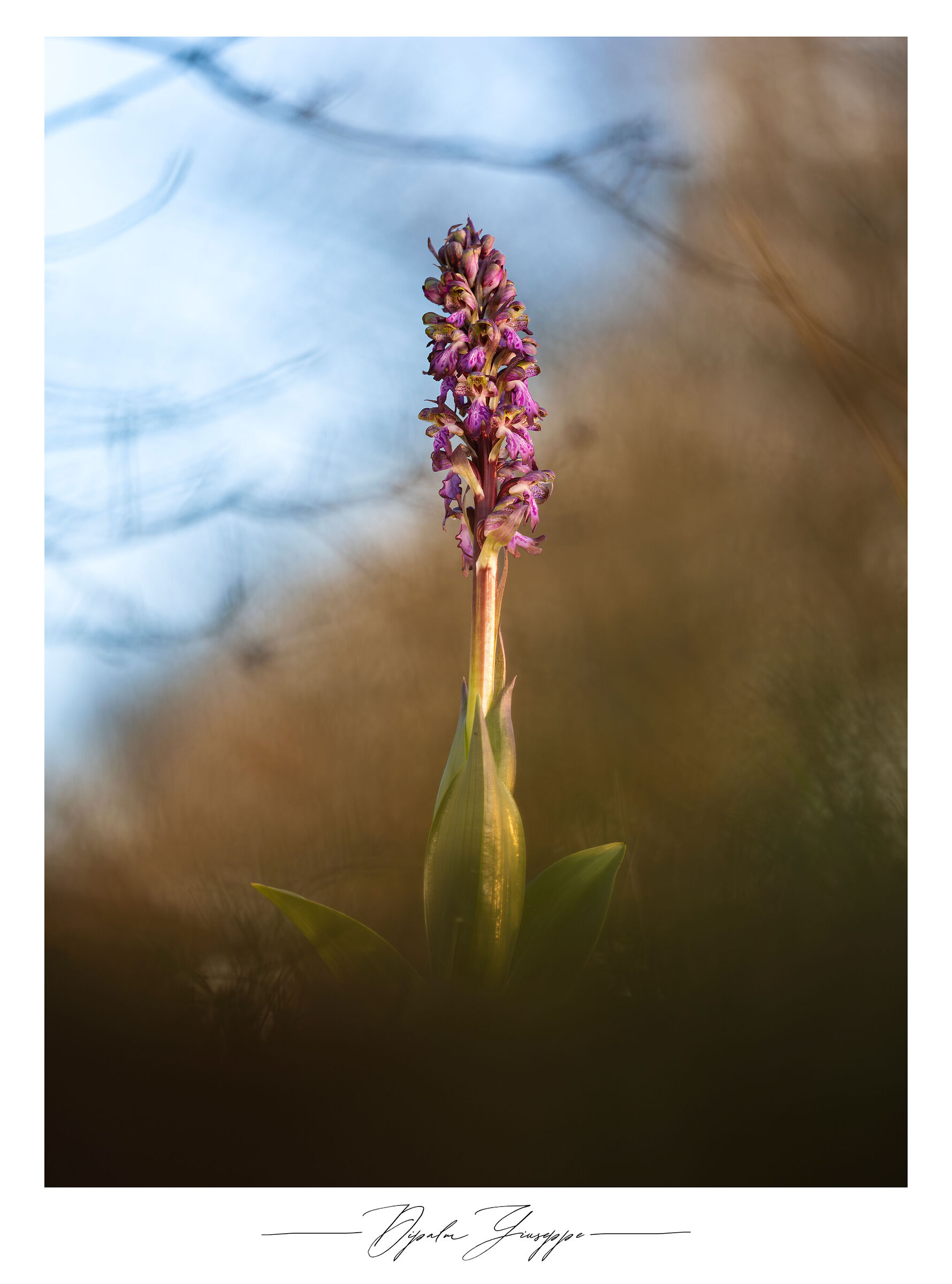 Yin and Yang - Himantoglossum robertianum 8
