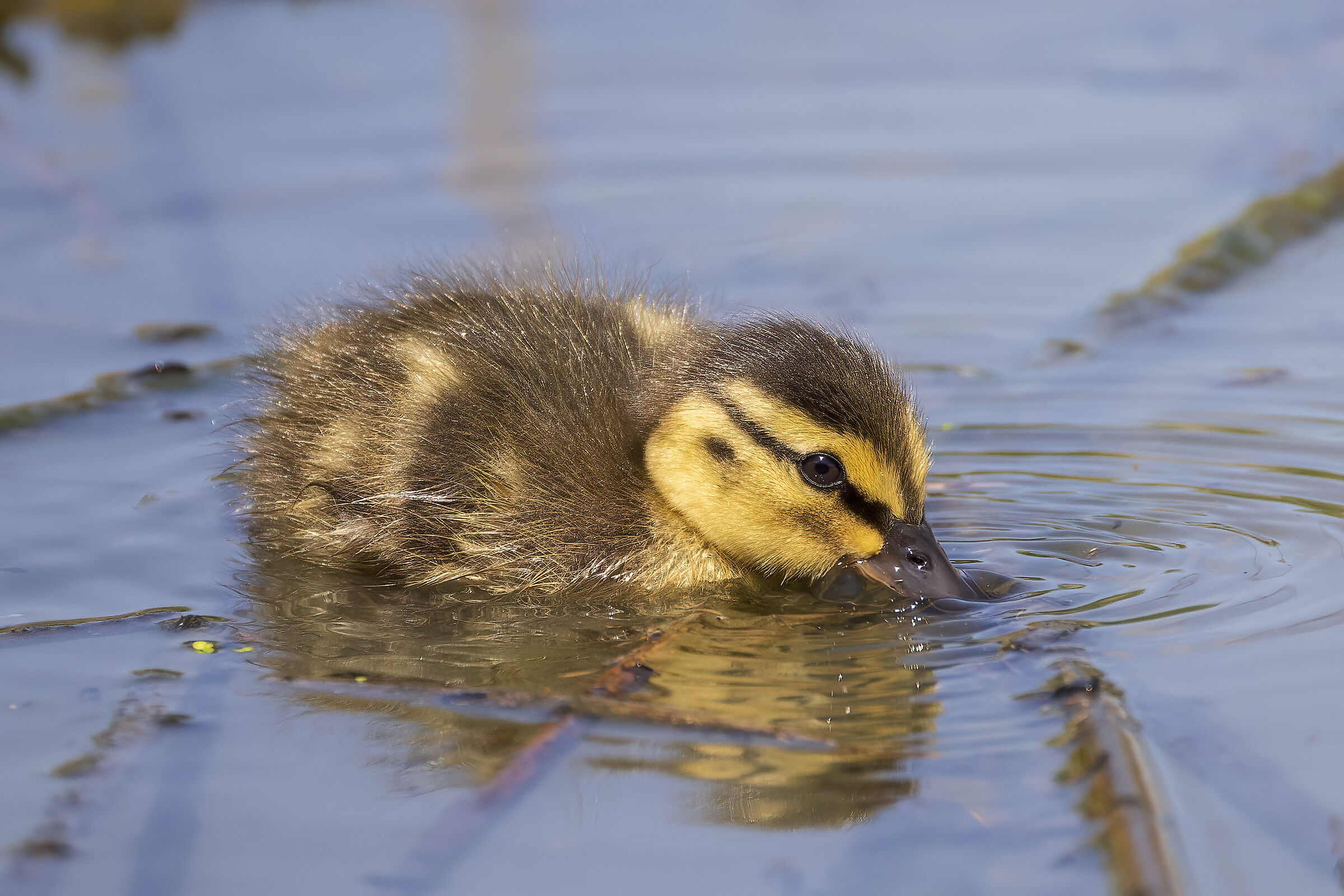 Mallard chick