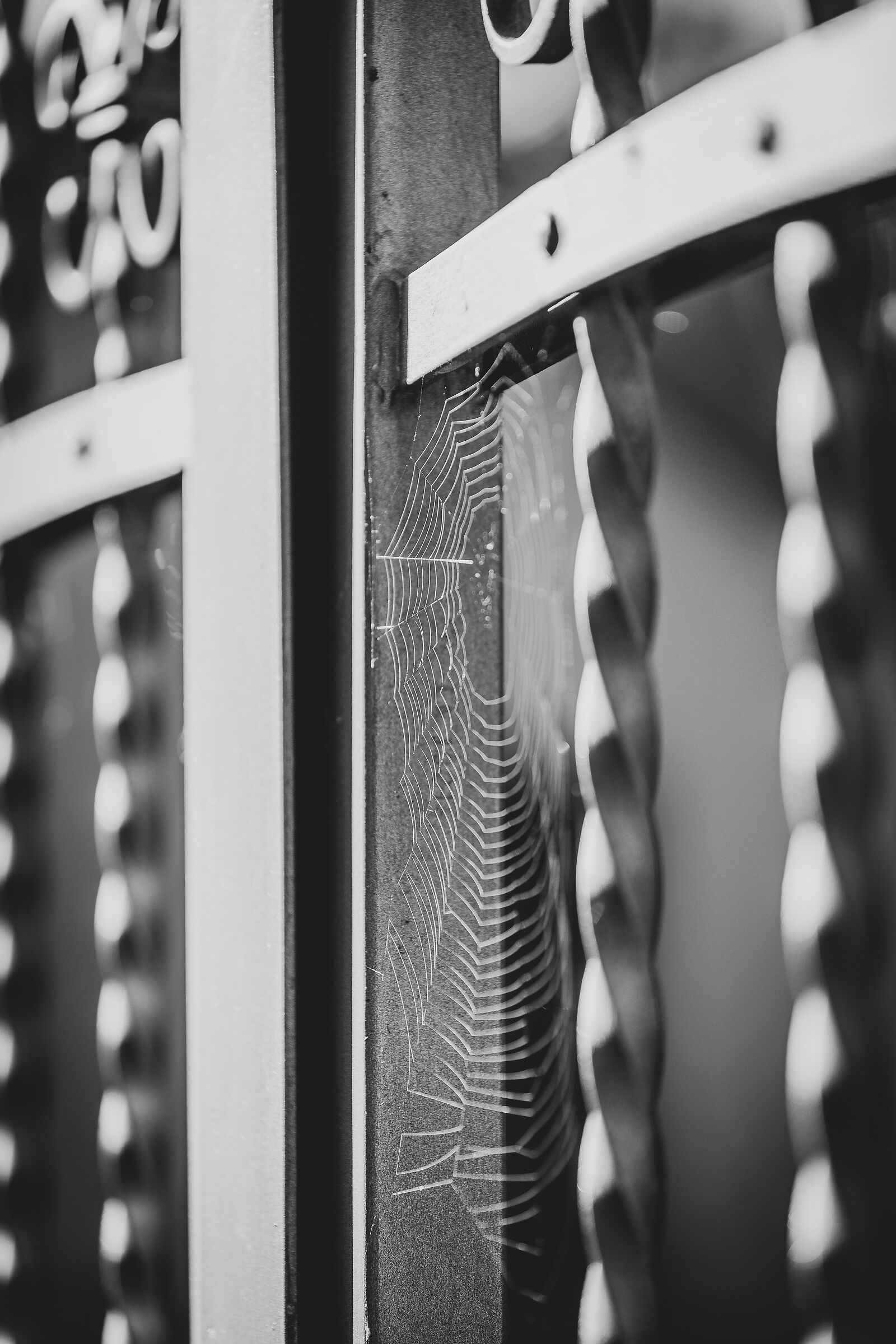 Spiders