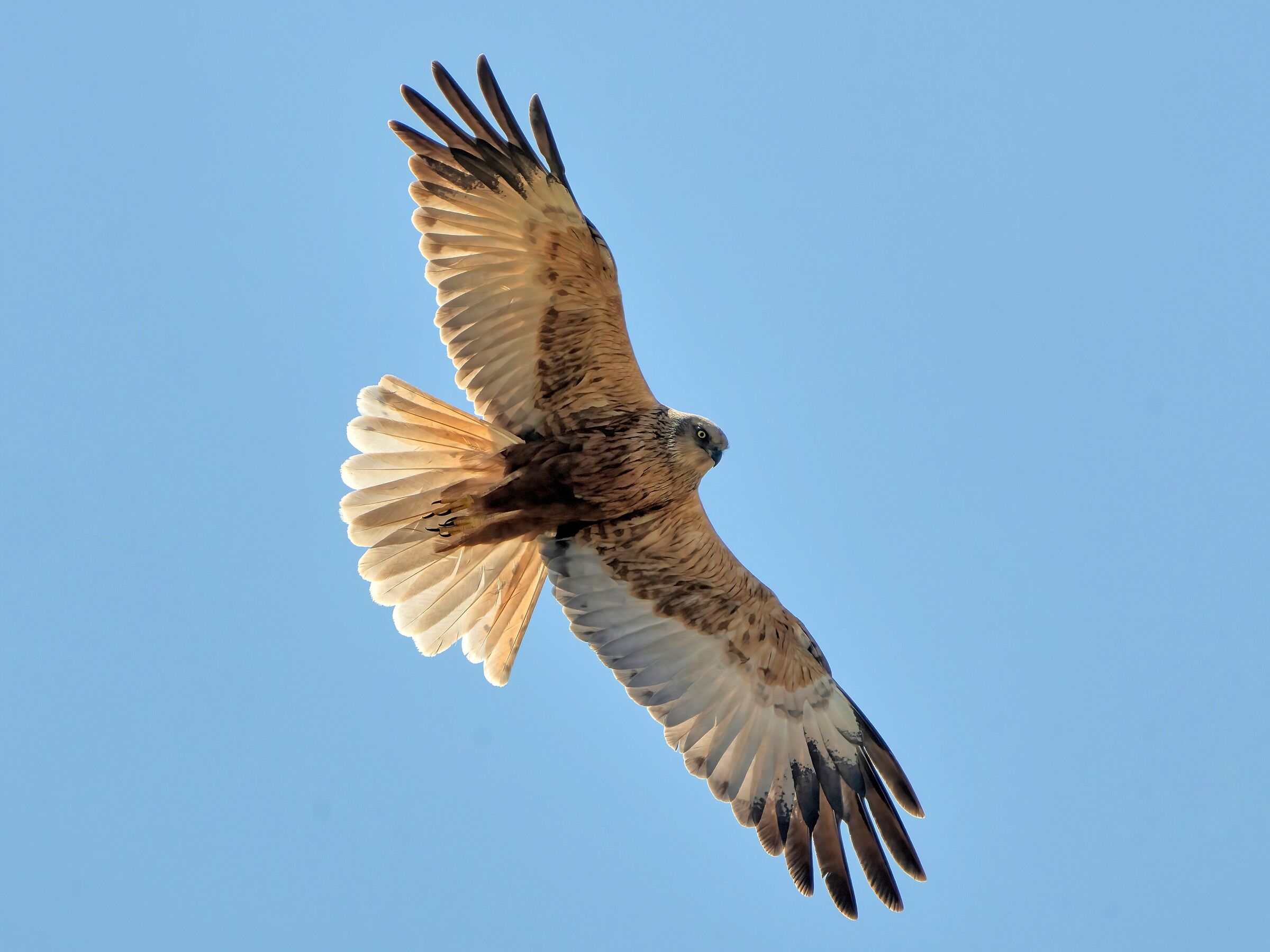 Marsh Harrier (Circus aeruginosus)