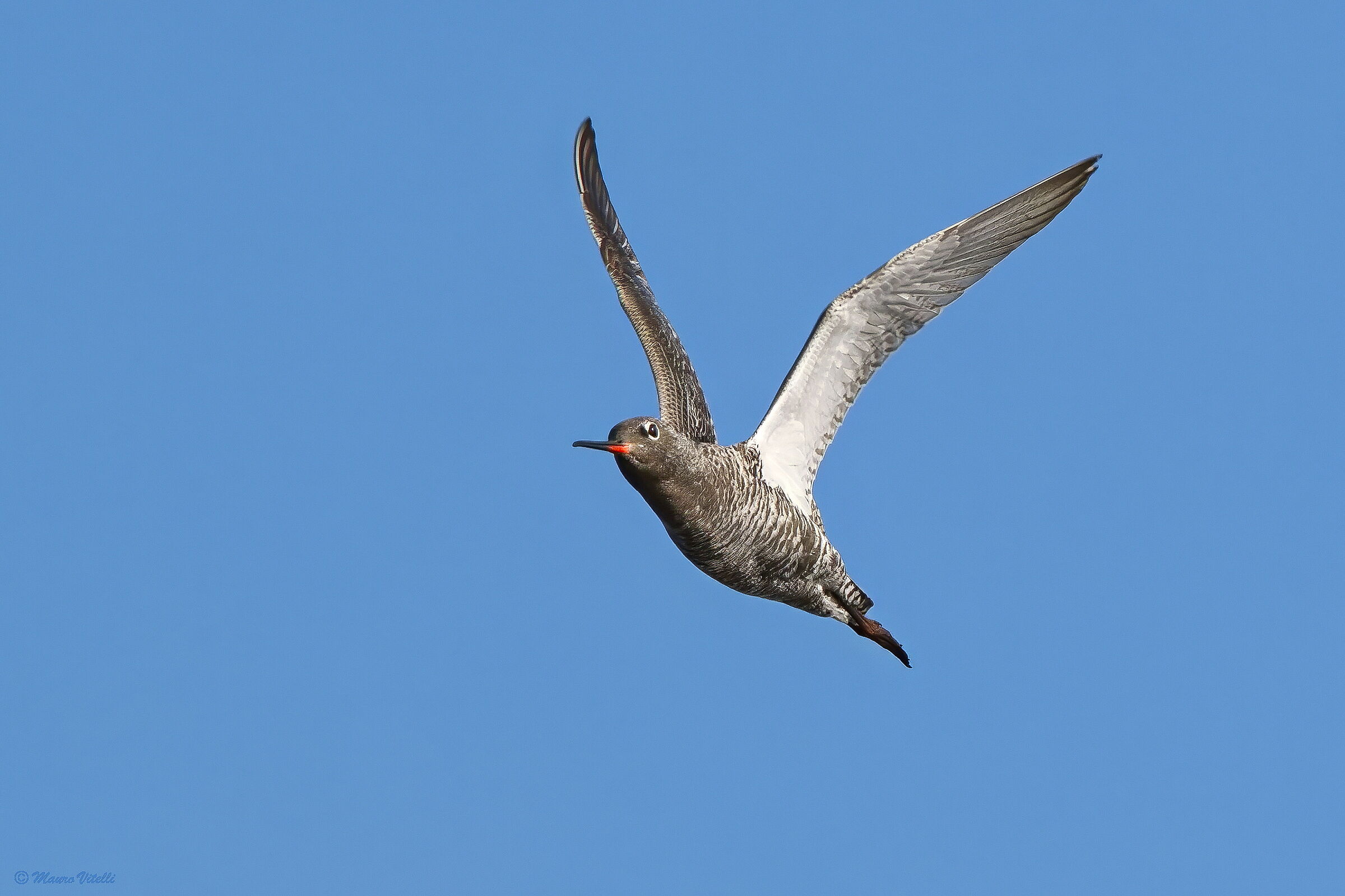Brown squid (Tringa erythropus)